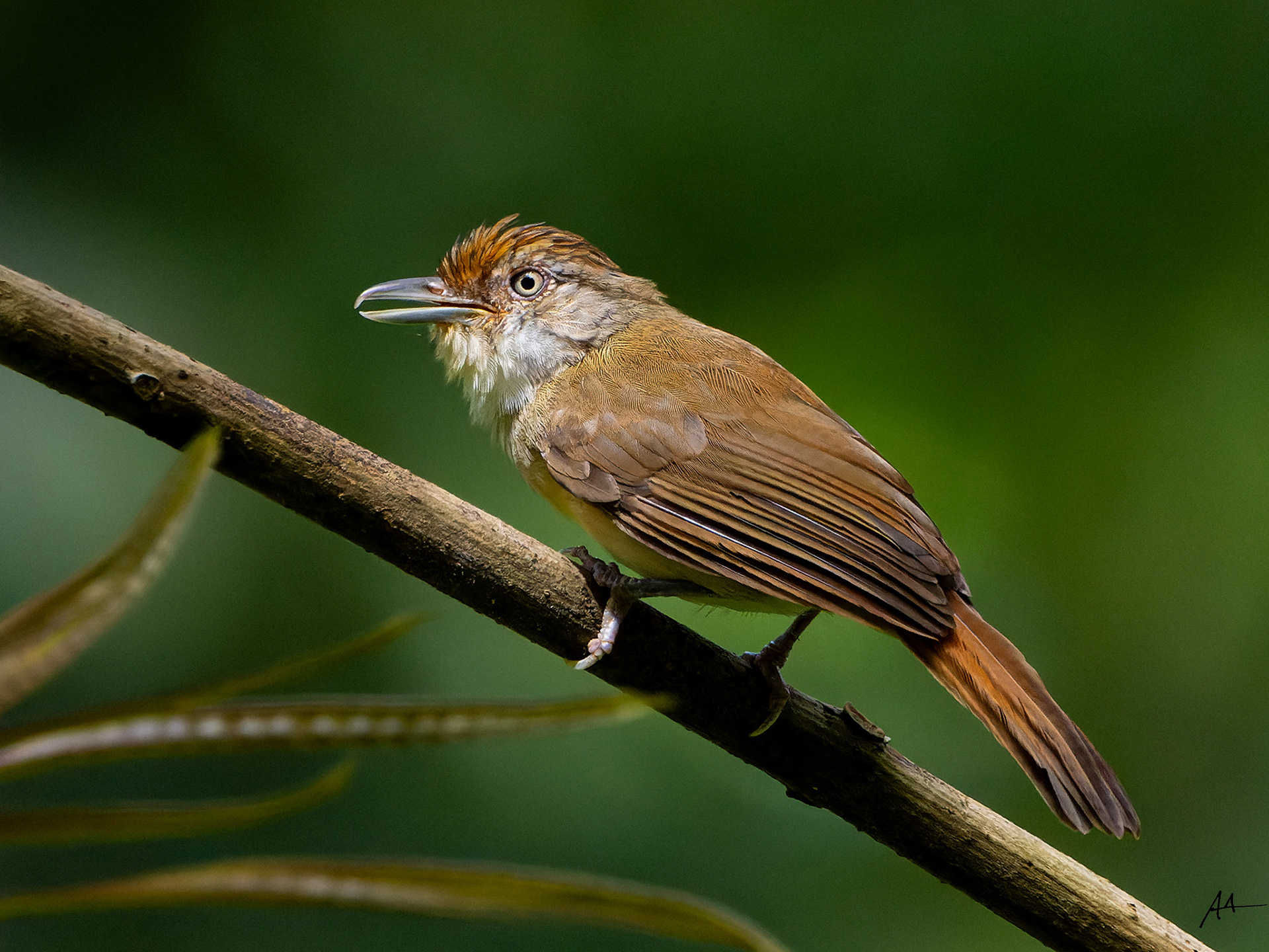 Melodious Babbler | November 2023 | Puerto Princesa, Palawan