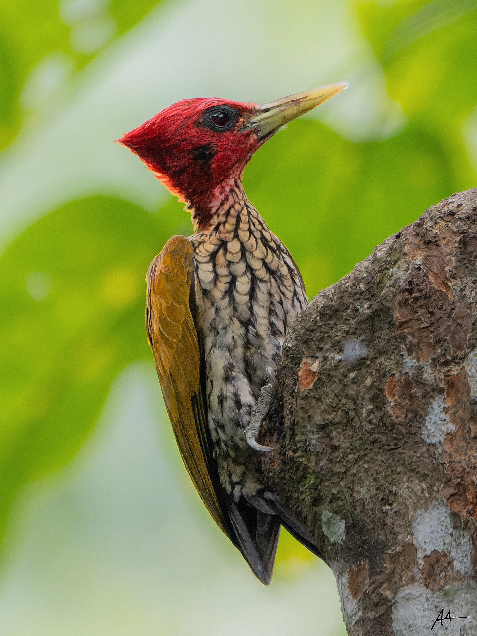 Red-headed Flameback
