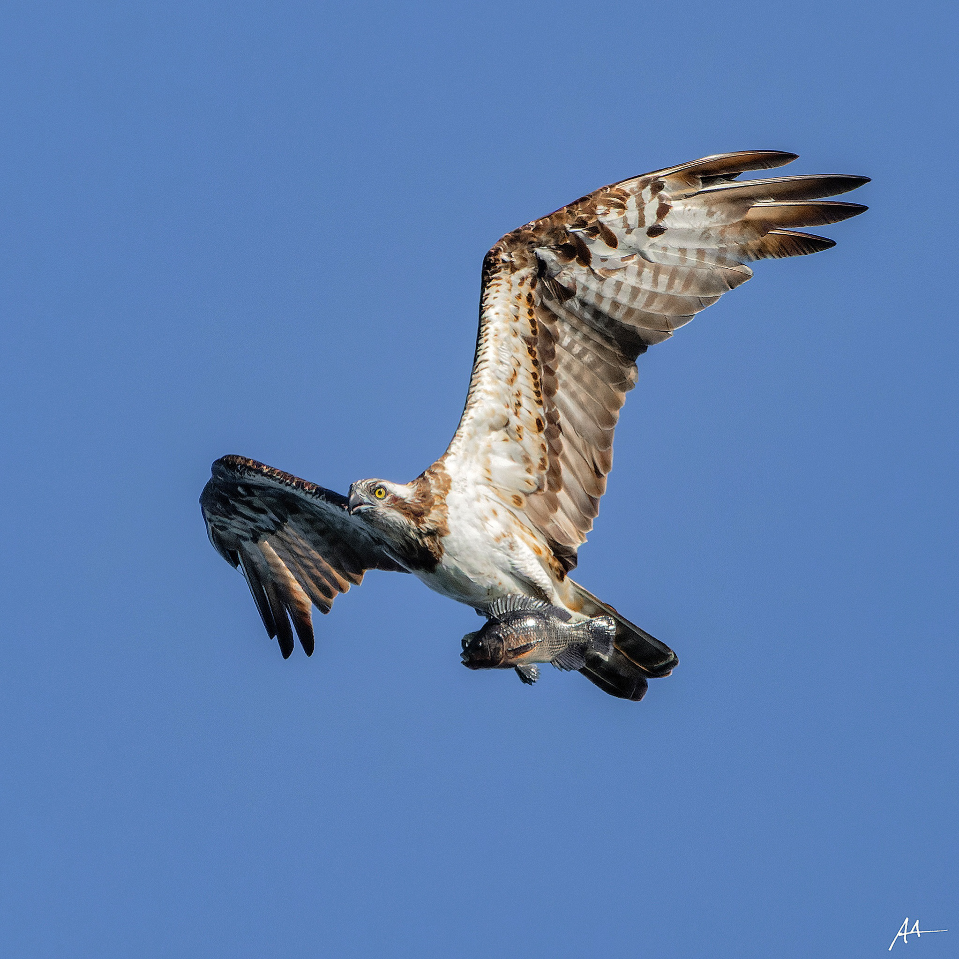 Osprey