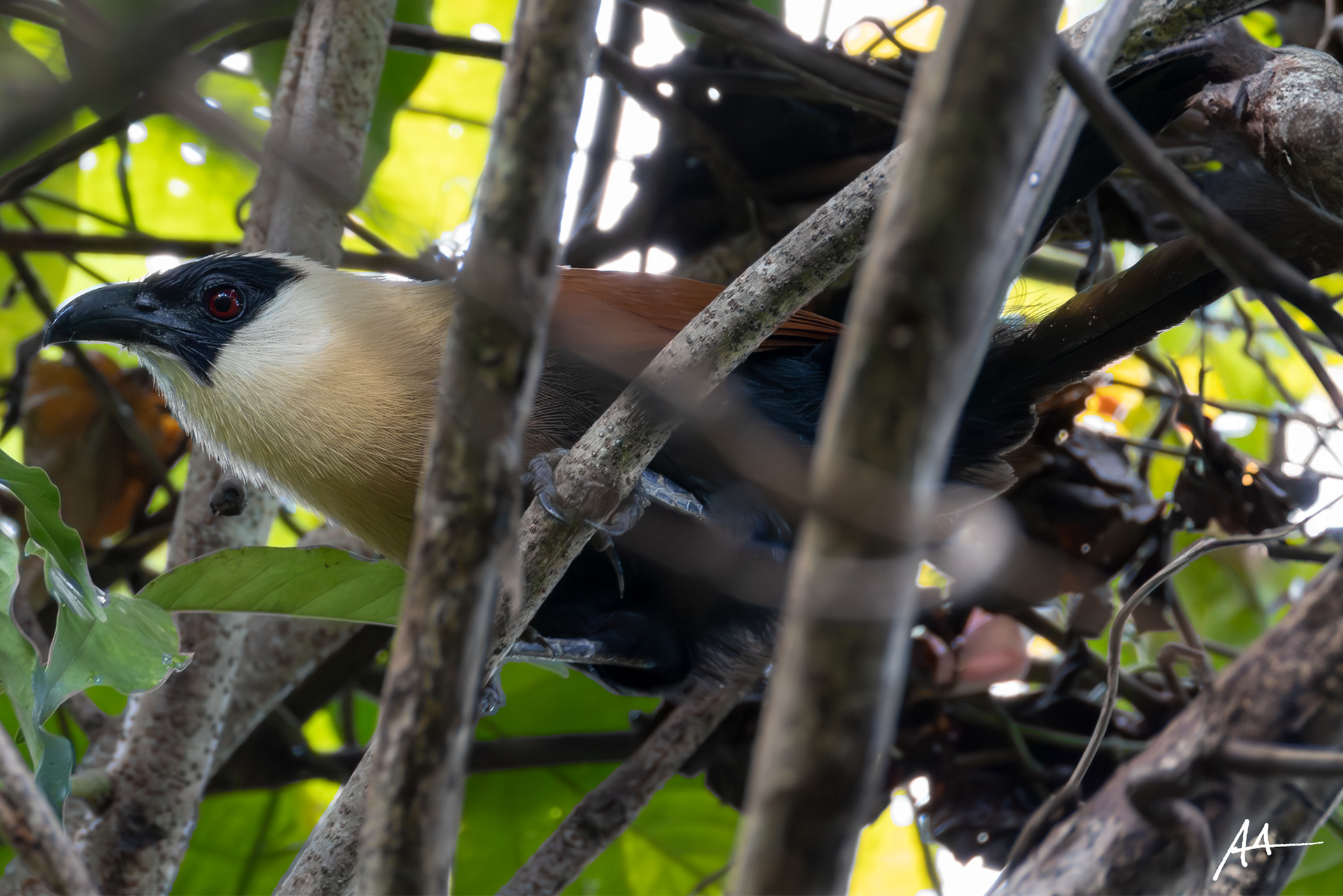 Black-faced Coucal