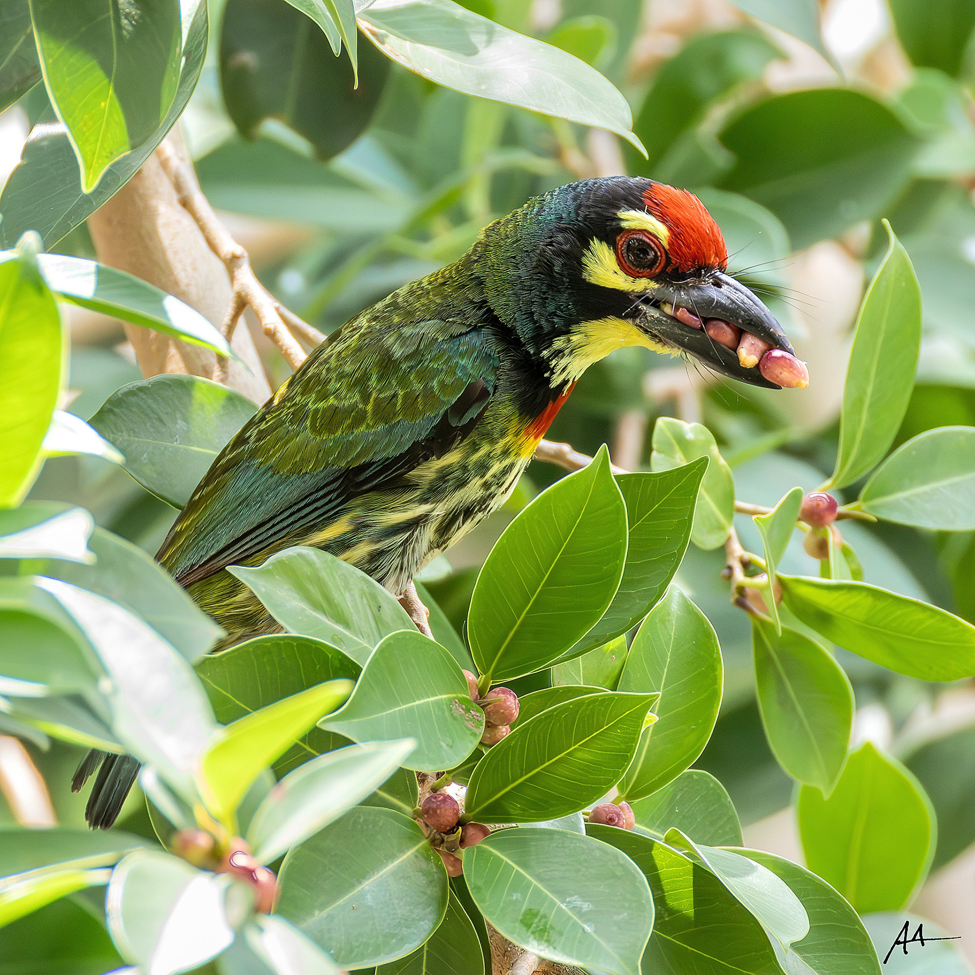 Coppersmith Barbet