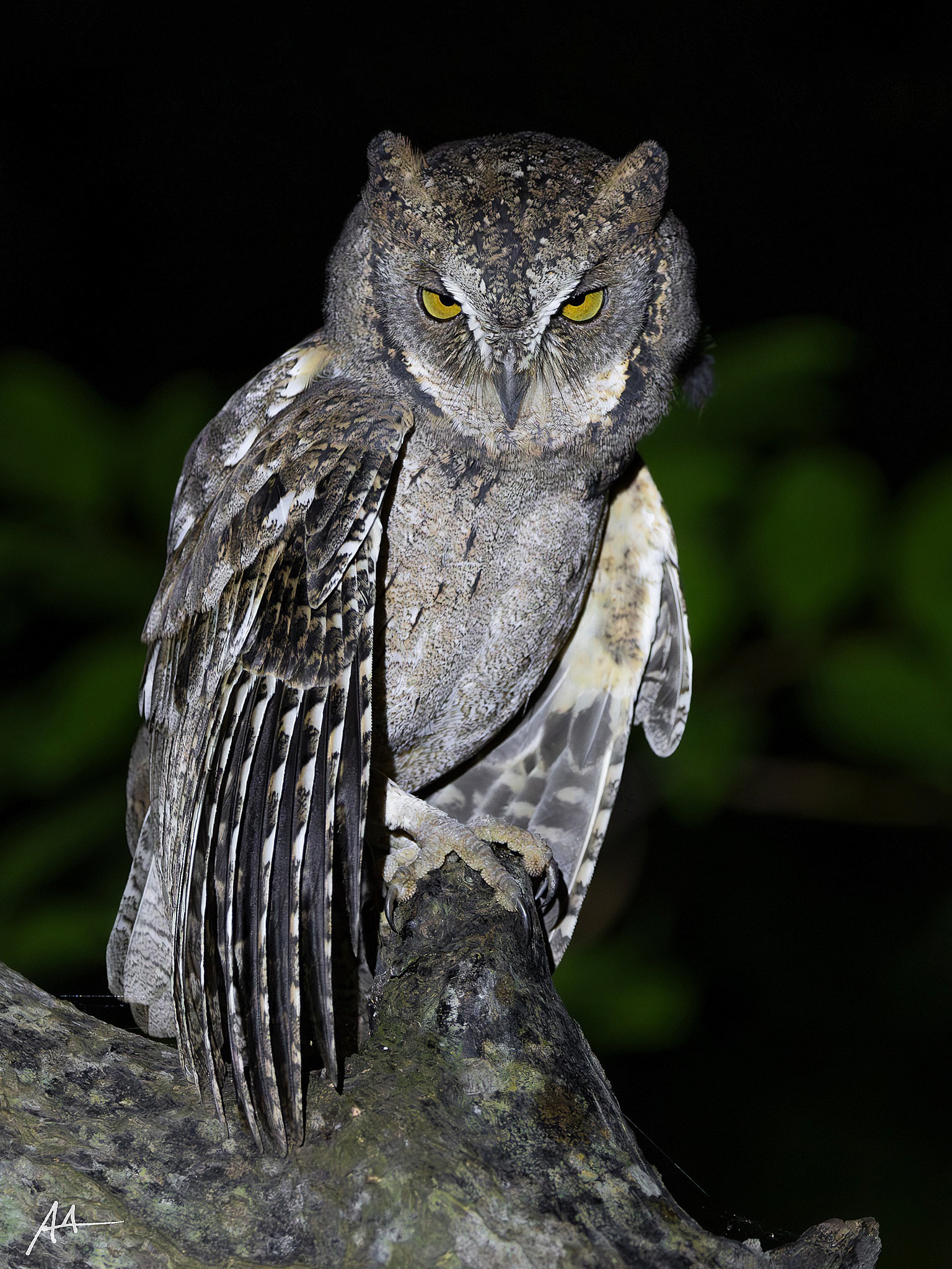 Mantanani Scops Owl | January 2024 | Puerto Princesa, Palawan