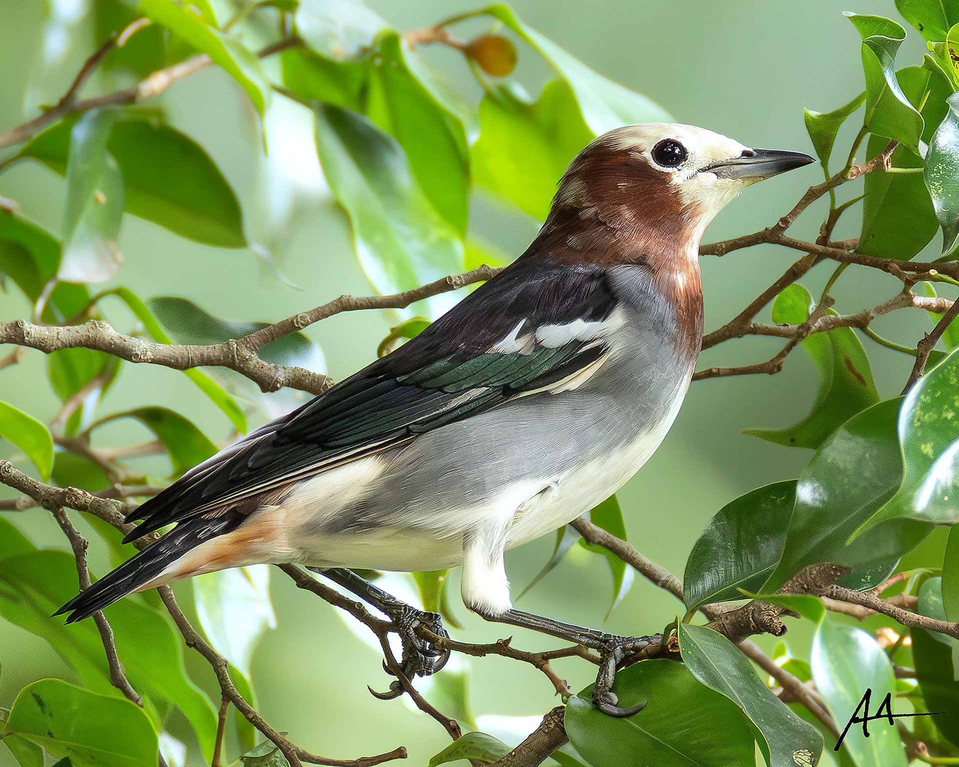 Chestnut-cheeked Starling