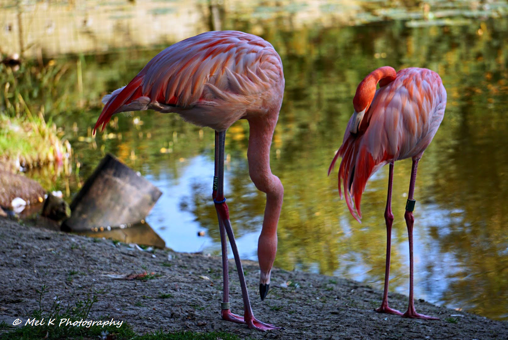 Flamingoes