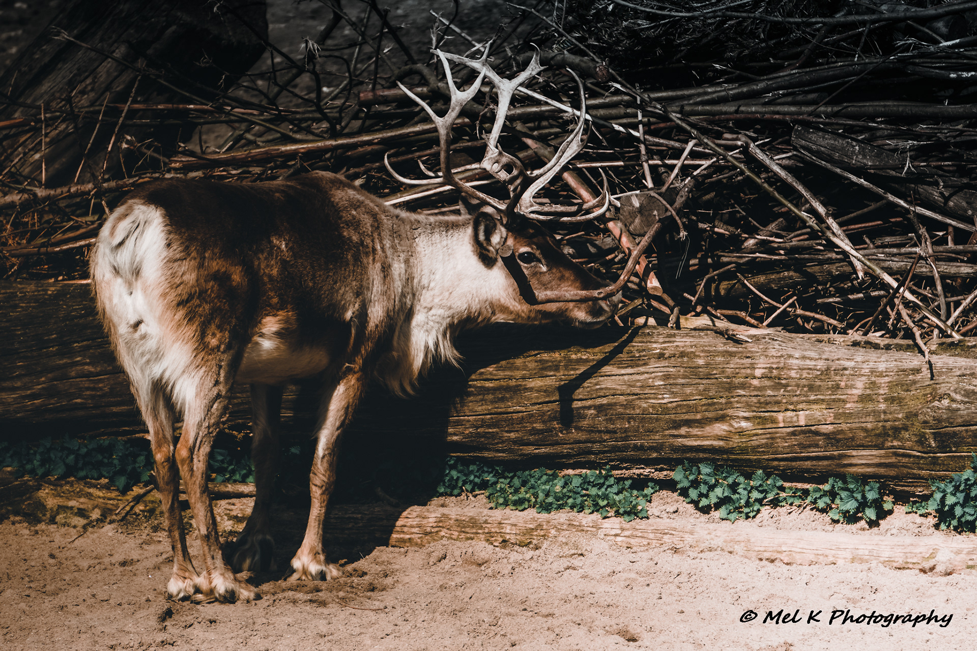 Reindeer
