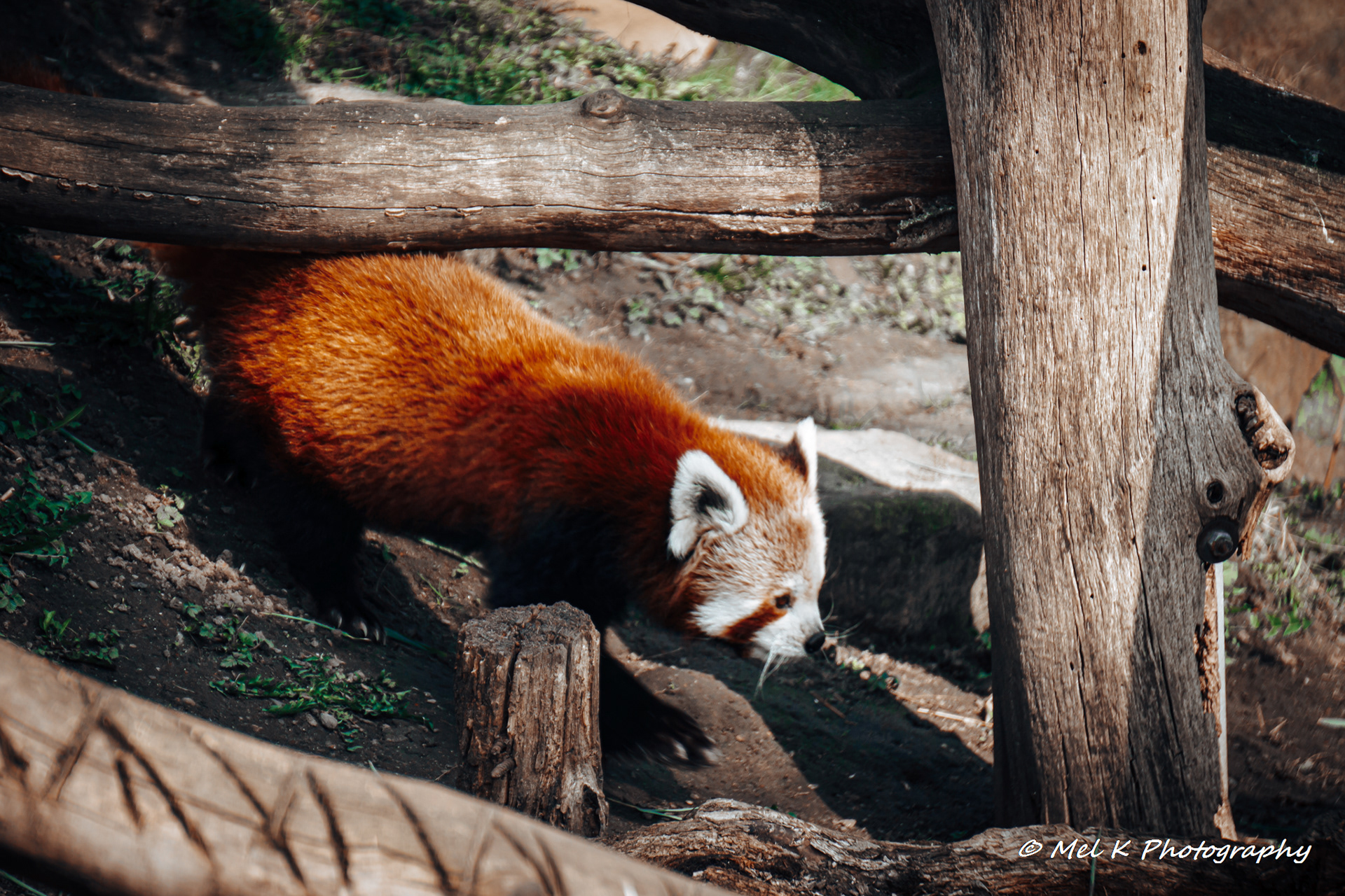 Red Panda