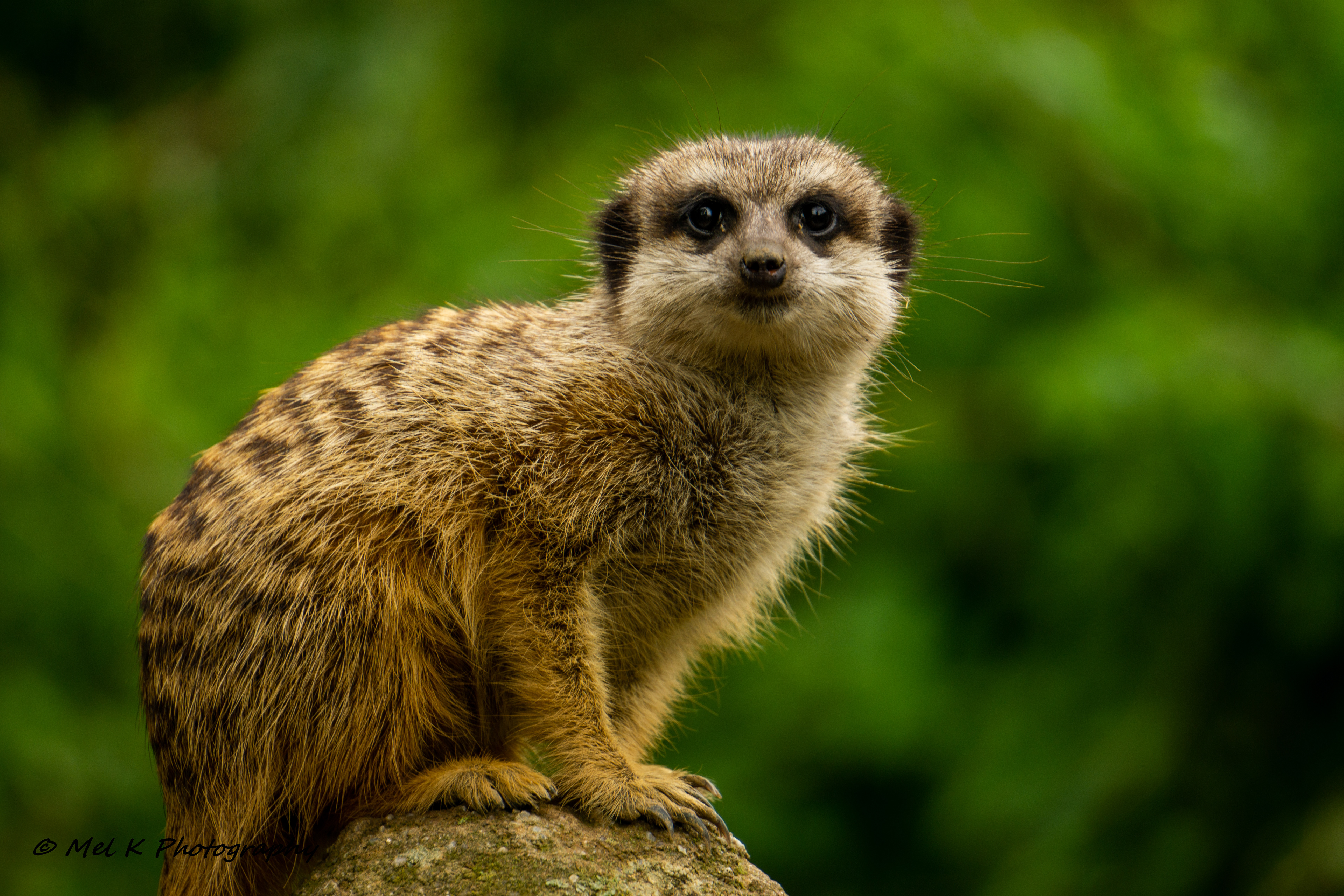 Meerkat