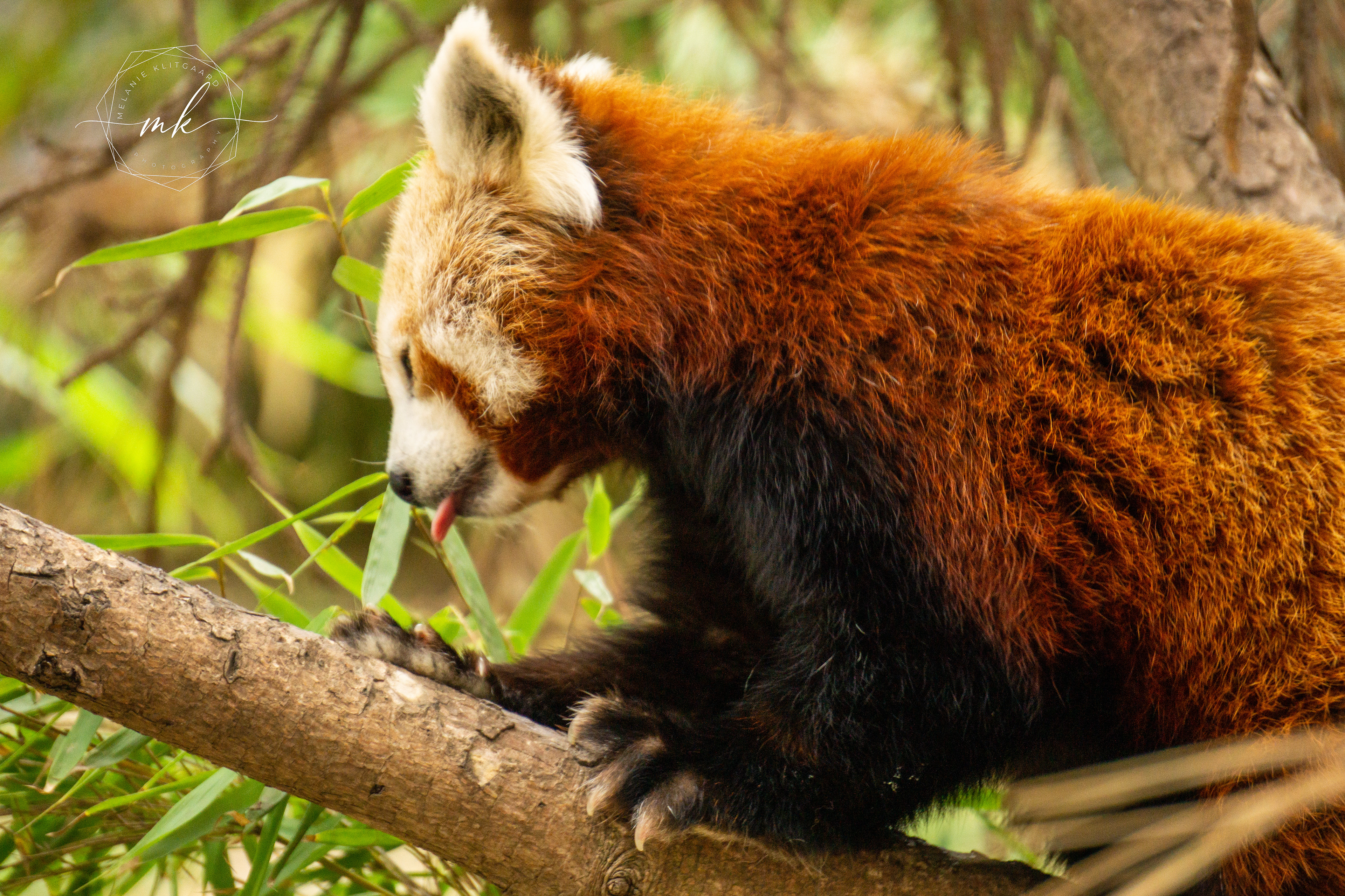 Red Panda
