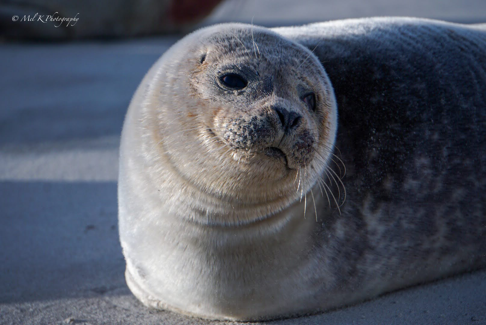 Seal