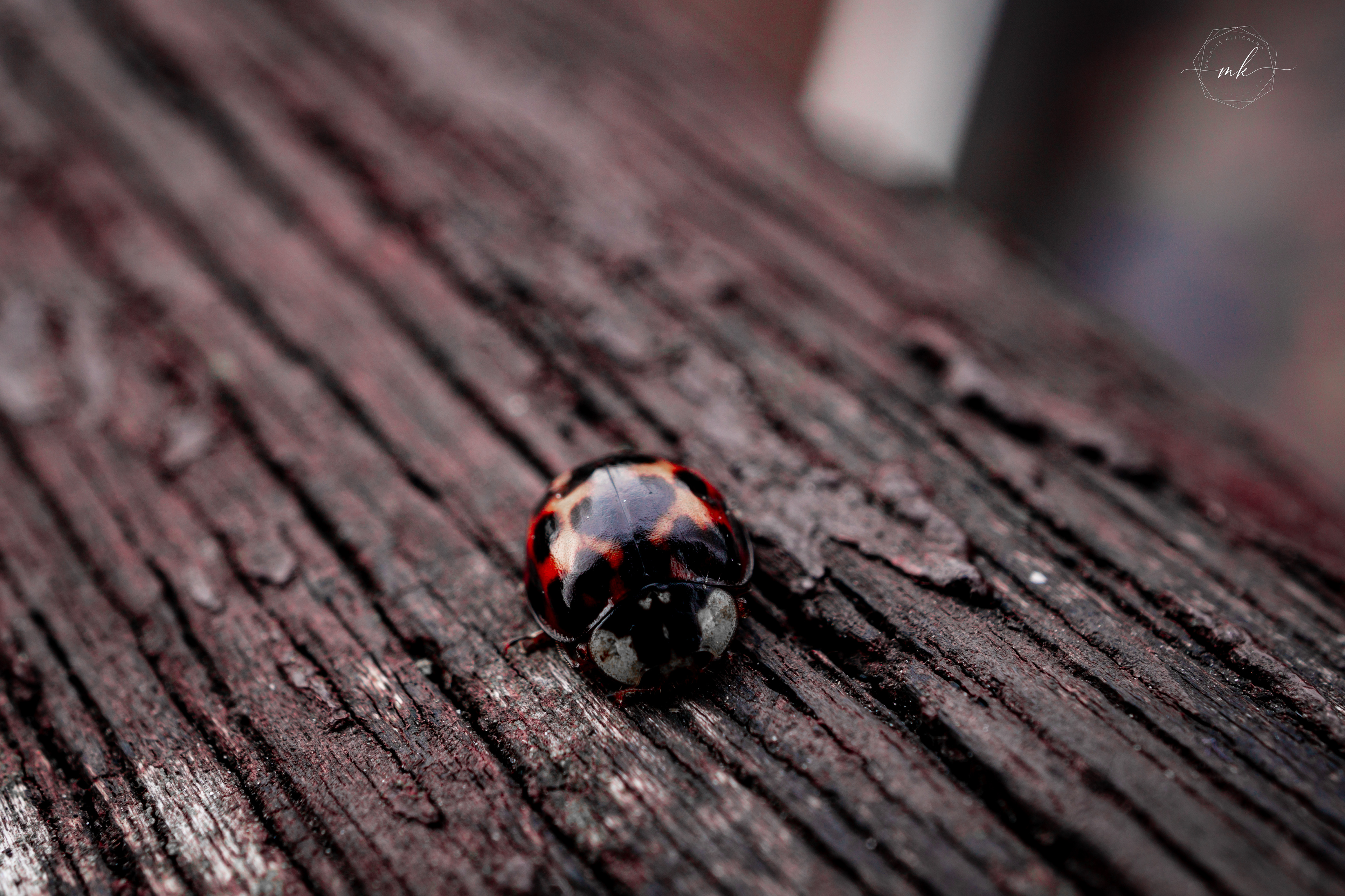 Lady Bug