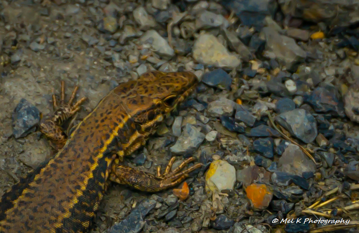 Lizard