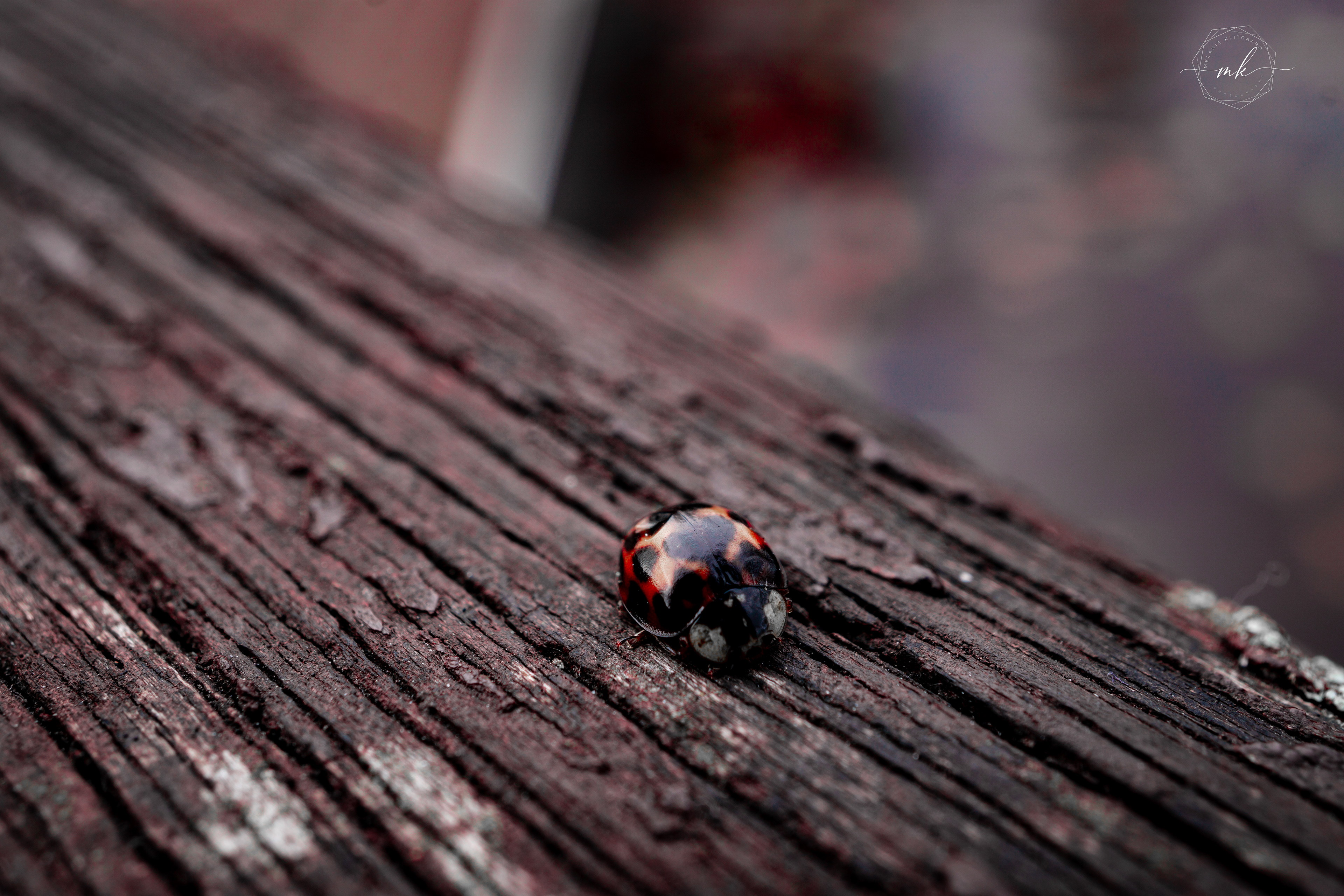 Lady Bug