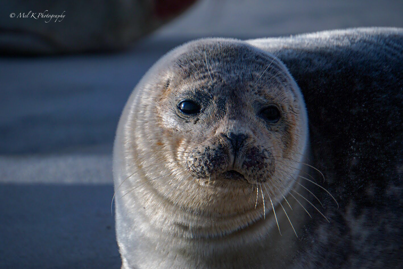 Seal