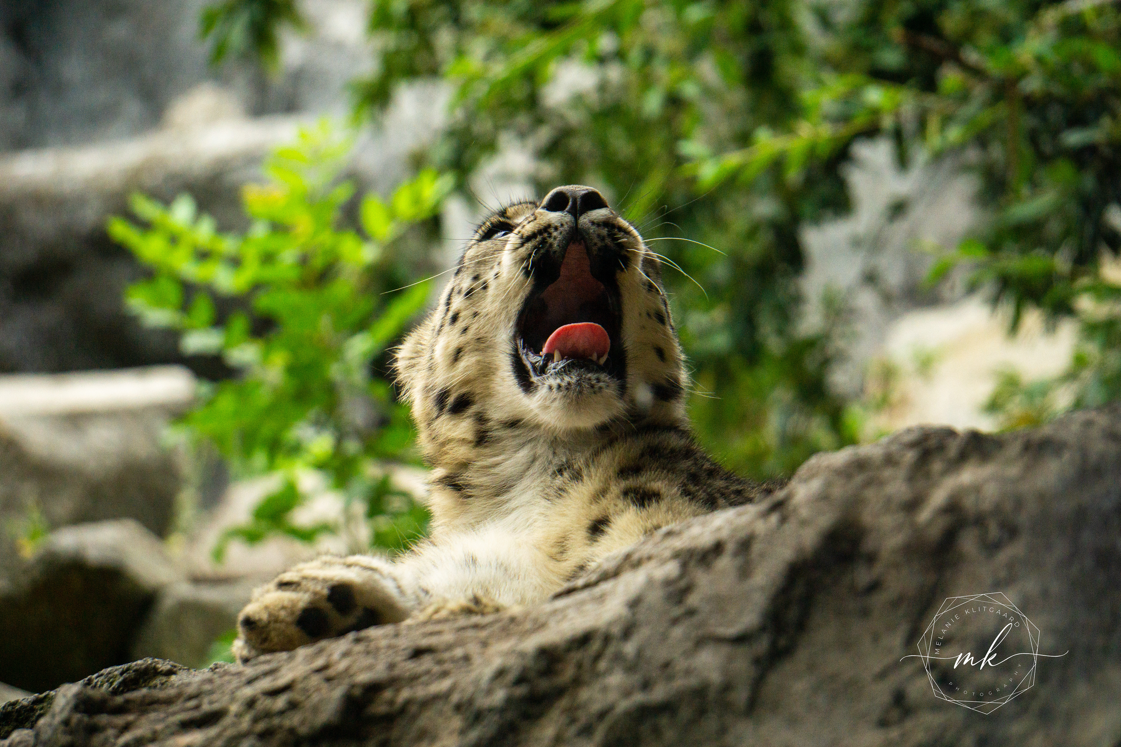 Snow Leopard