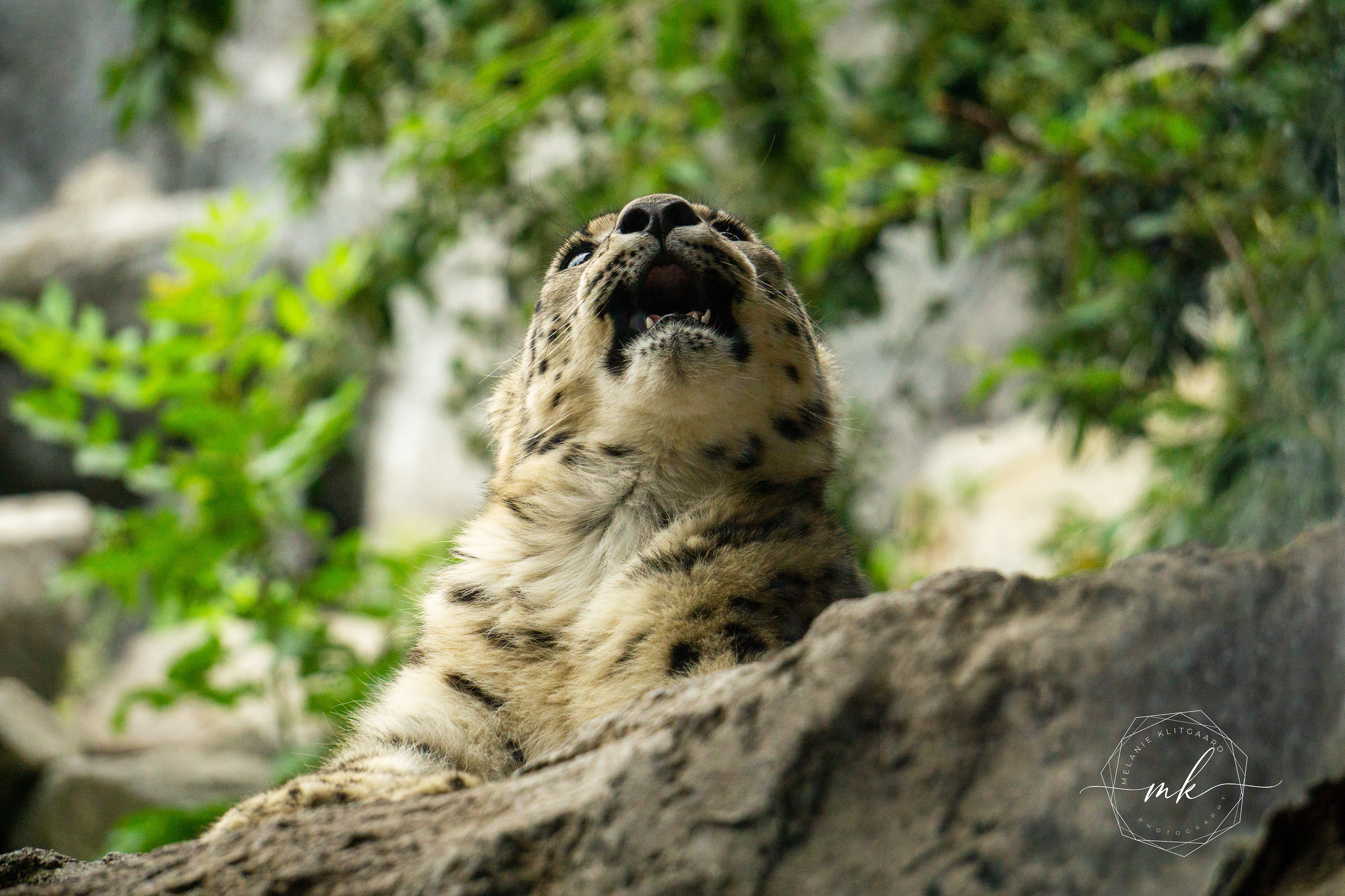 Snow Leopard
