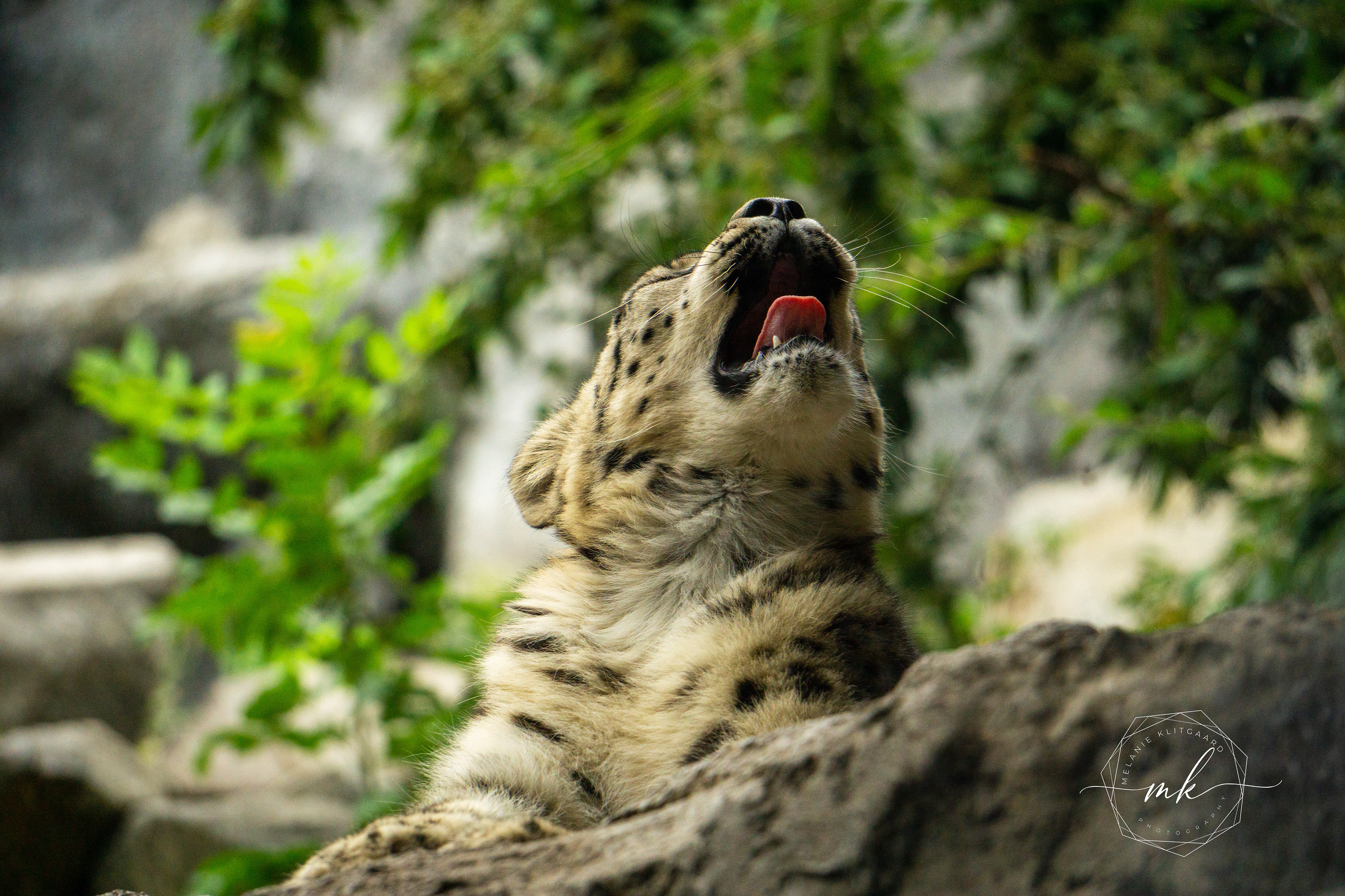 Snow Leopard