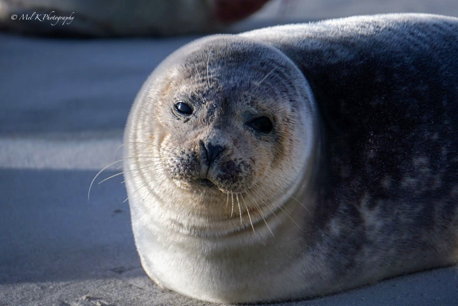 Seal