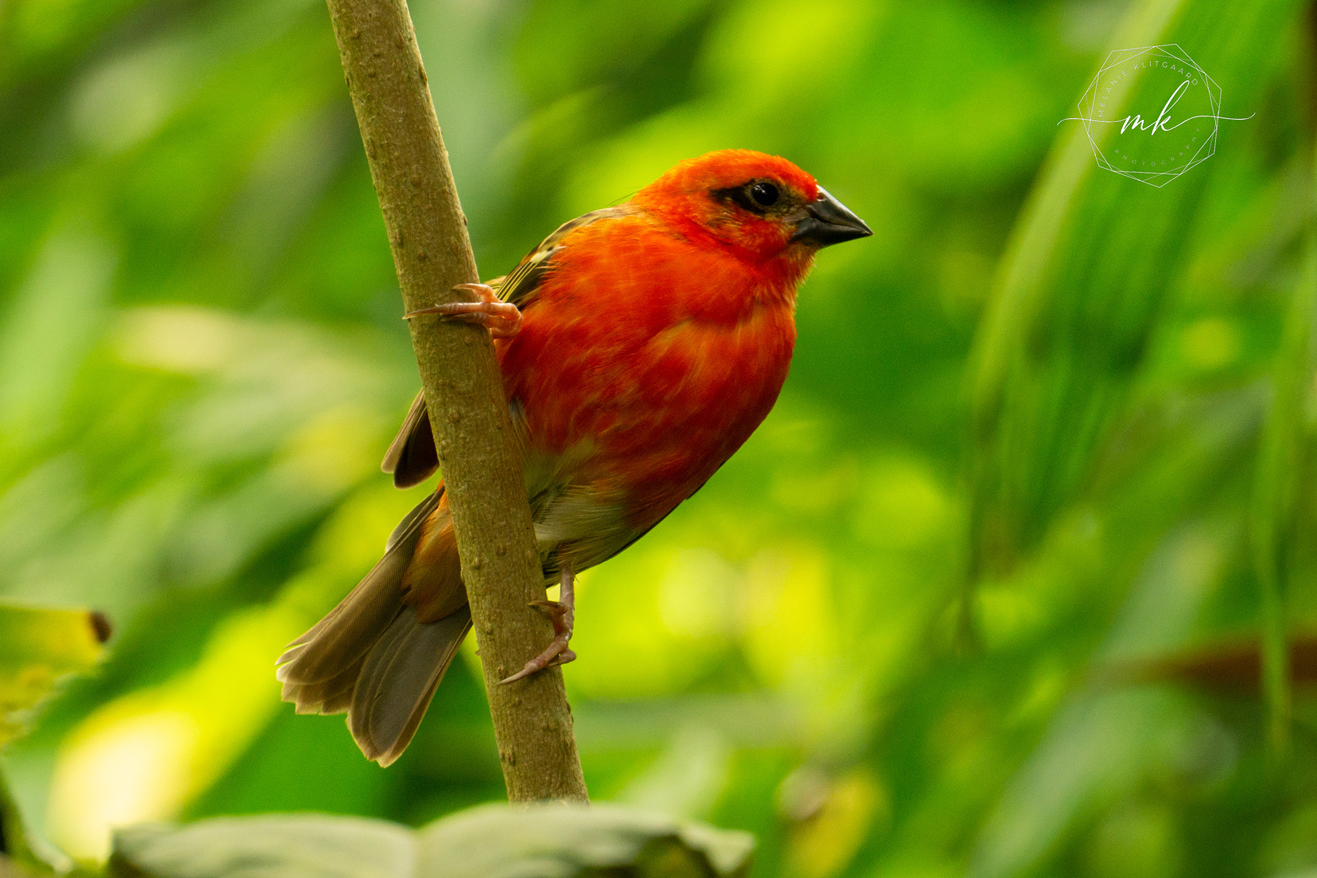 Red Fody