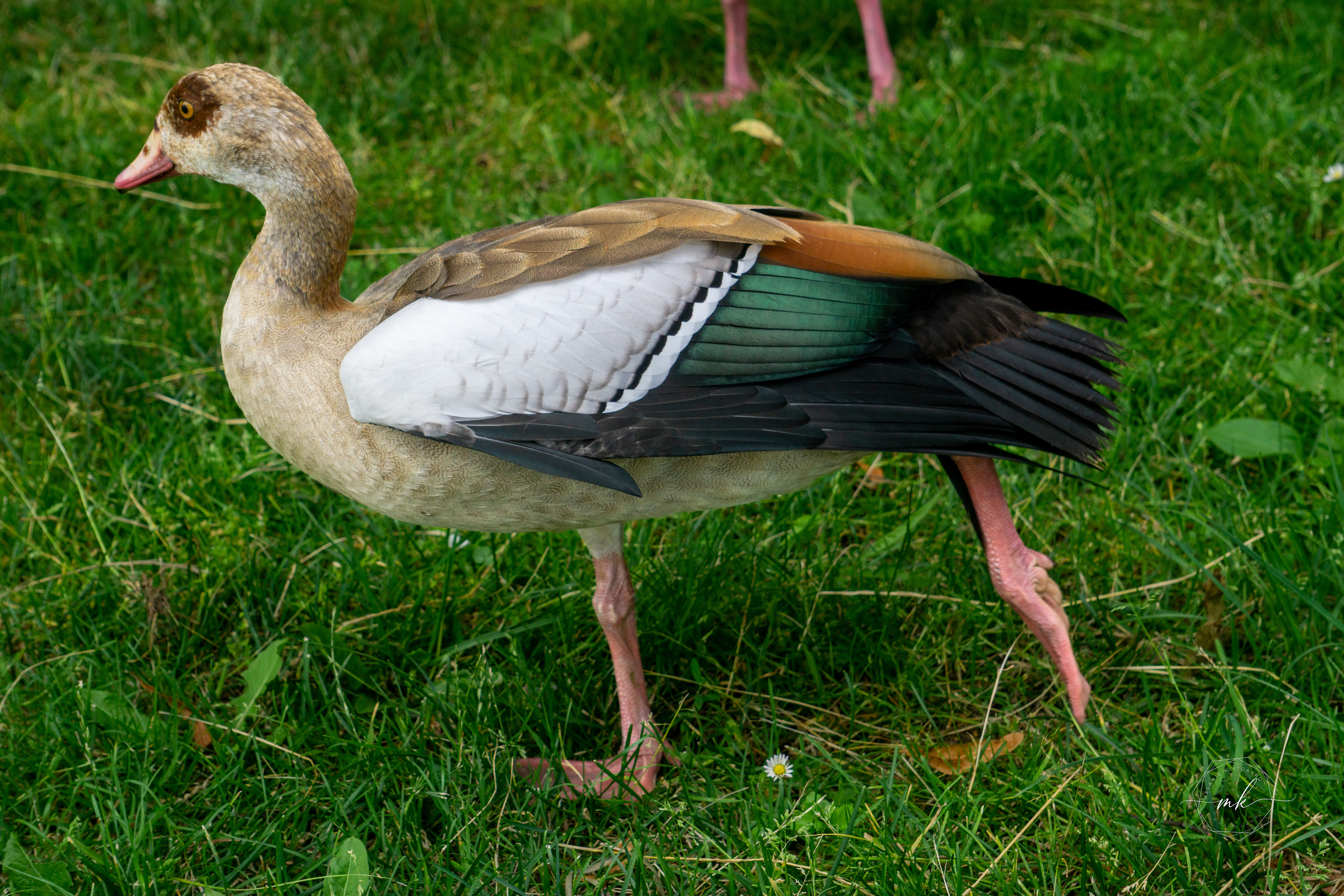 Egyptian Goose