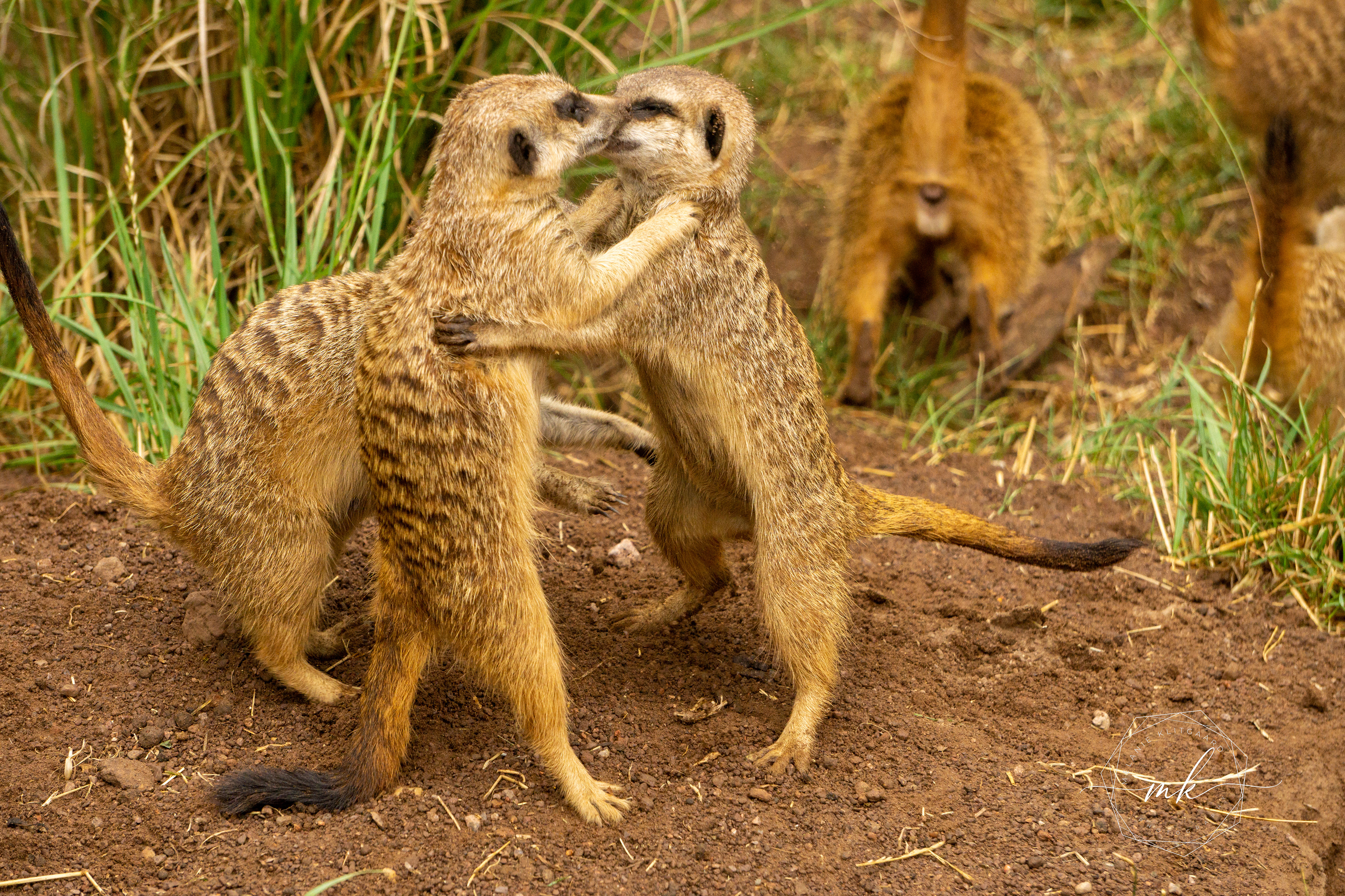 Meerkat