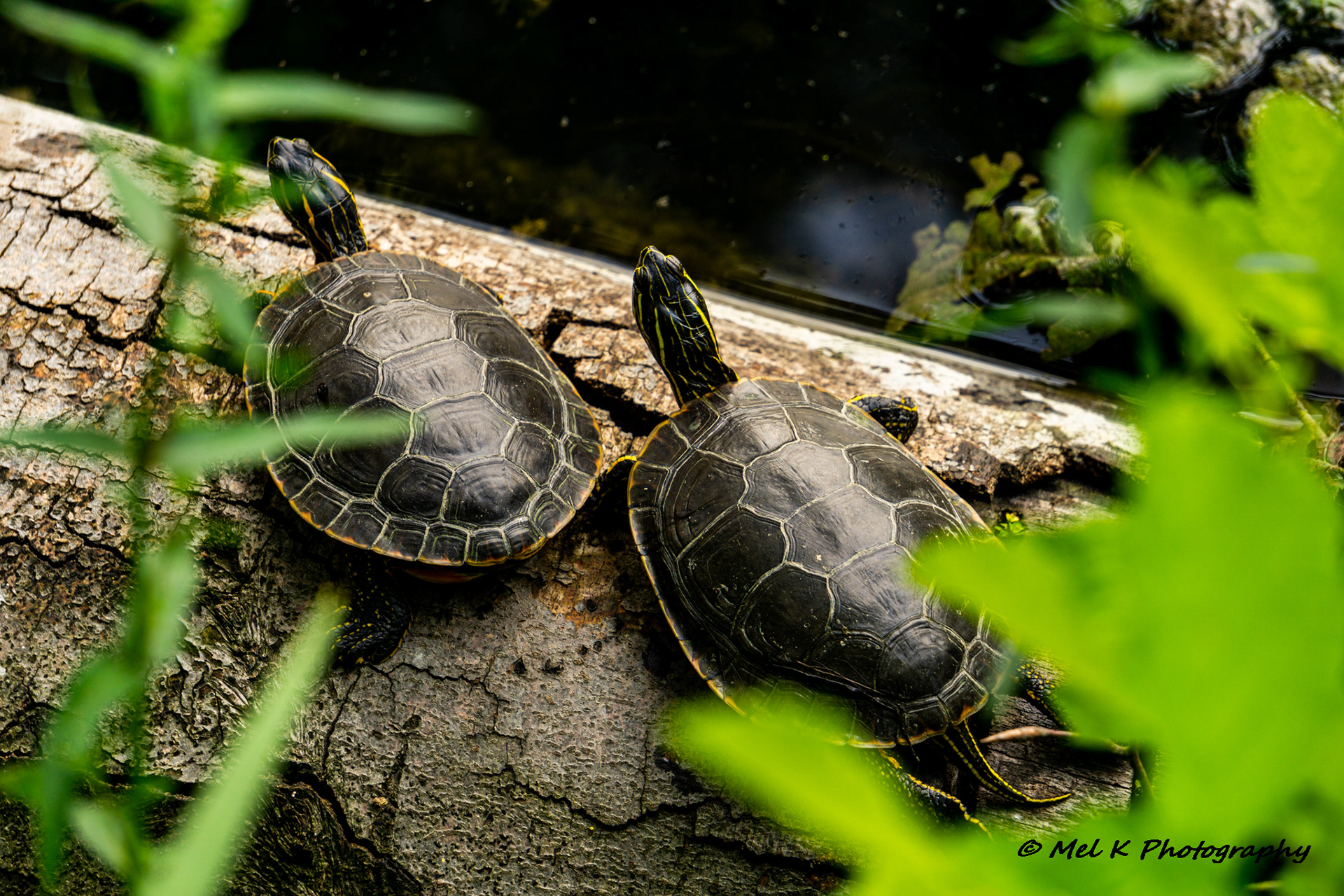 Turtles