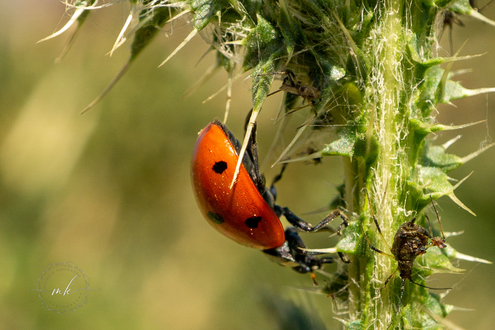 Lady Bug