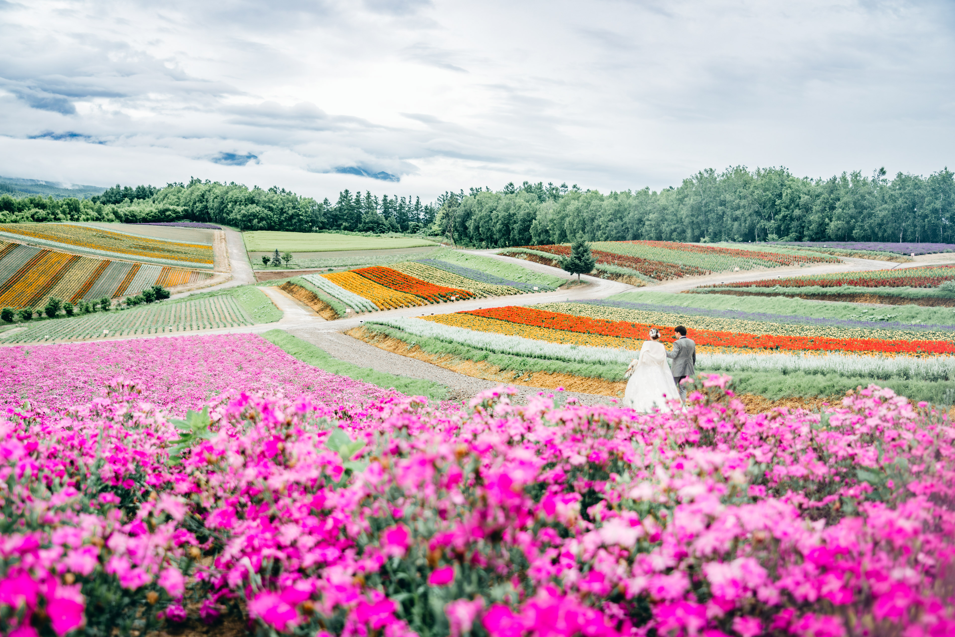 富良野・美瑛エリアの人気前撮りスポット「色彩の丘」（ウェディングフォト場所）