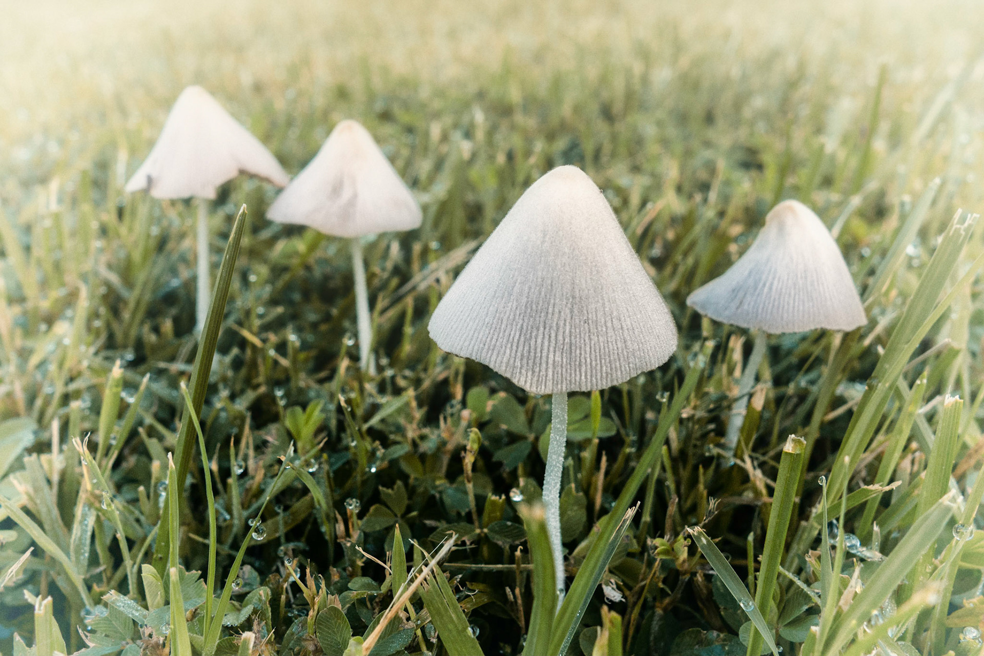 'Shrooms (or Fairy Castles?)
