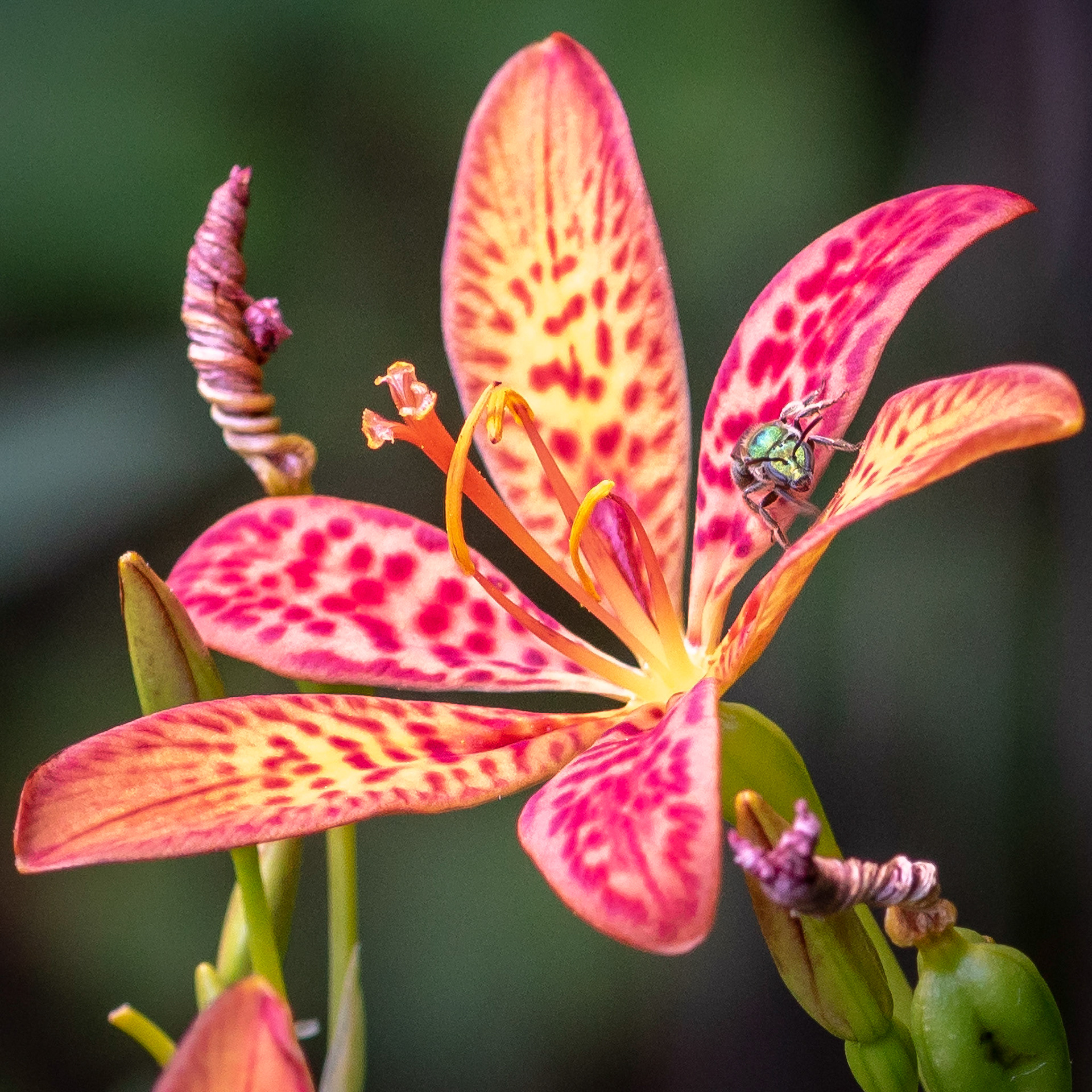 Blackberry Lily and Little Green Bee