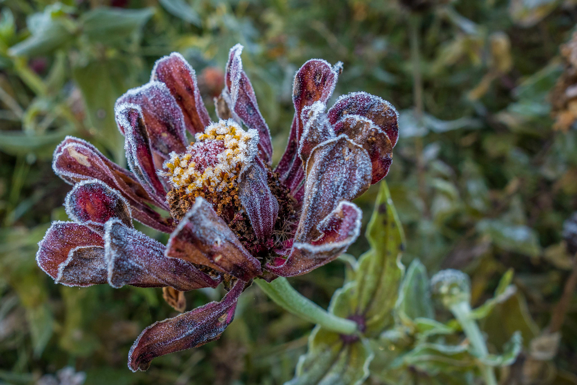 Frosty Zinnia | First Frost