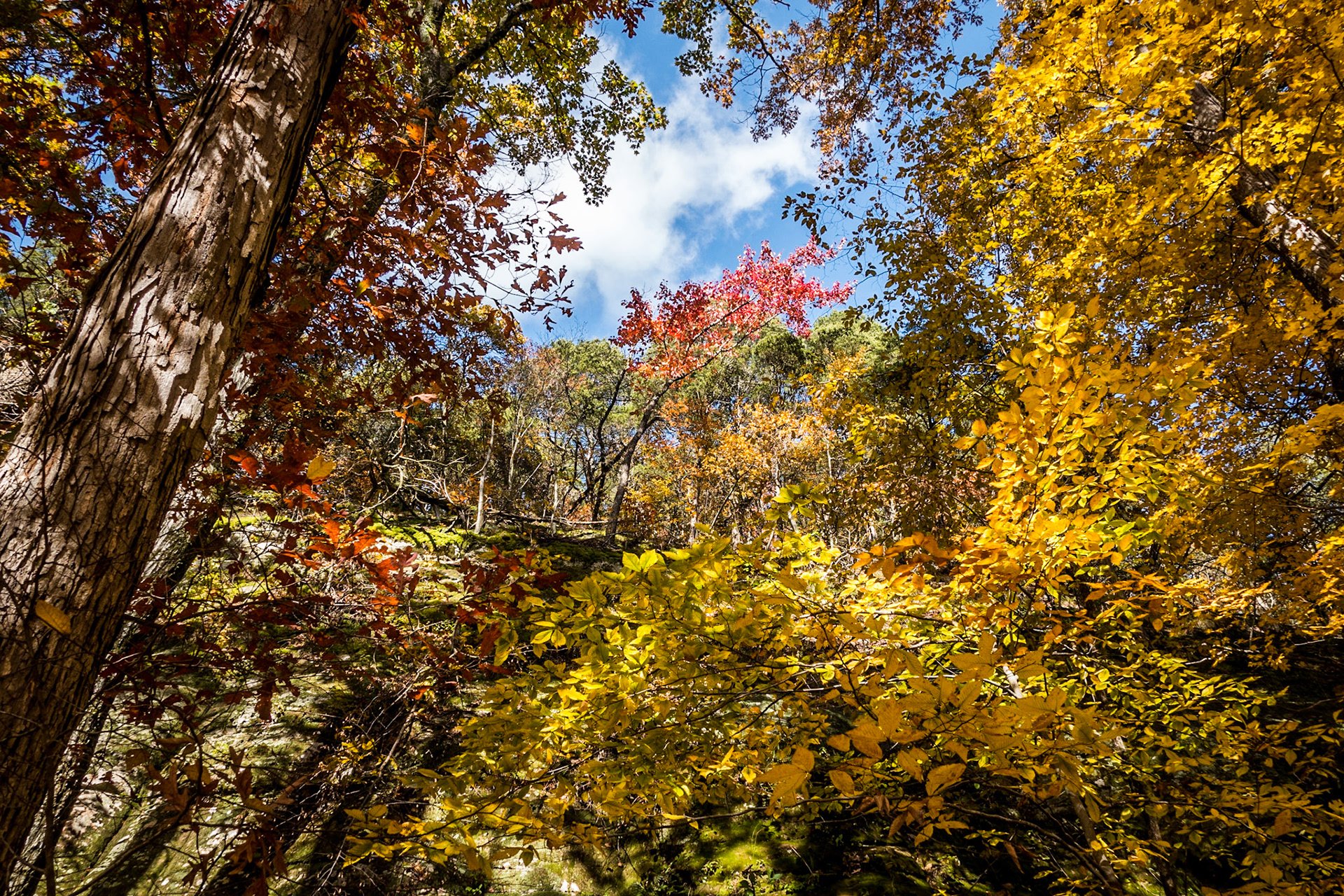 Autumn | Ferne Cliffe State Park