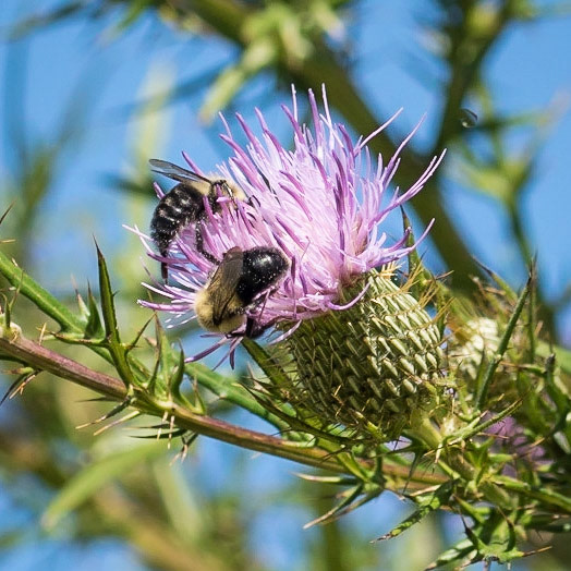 Bee on Thistle | Barkhausen Cache River Wetlands Center