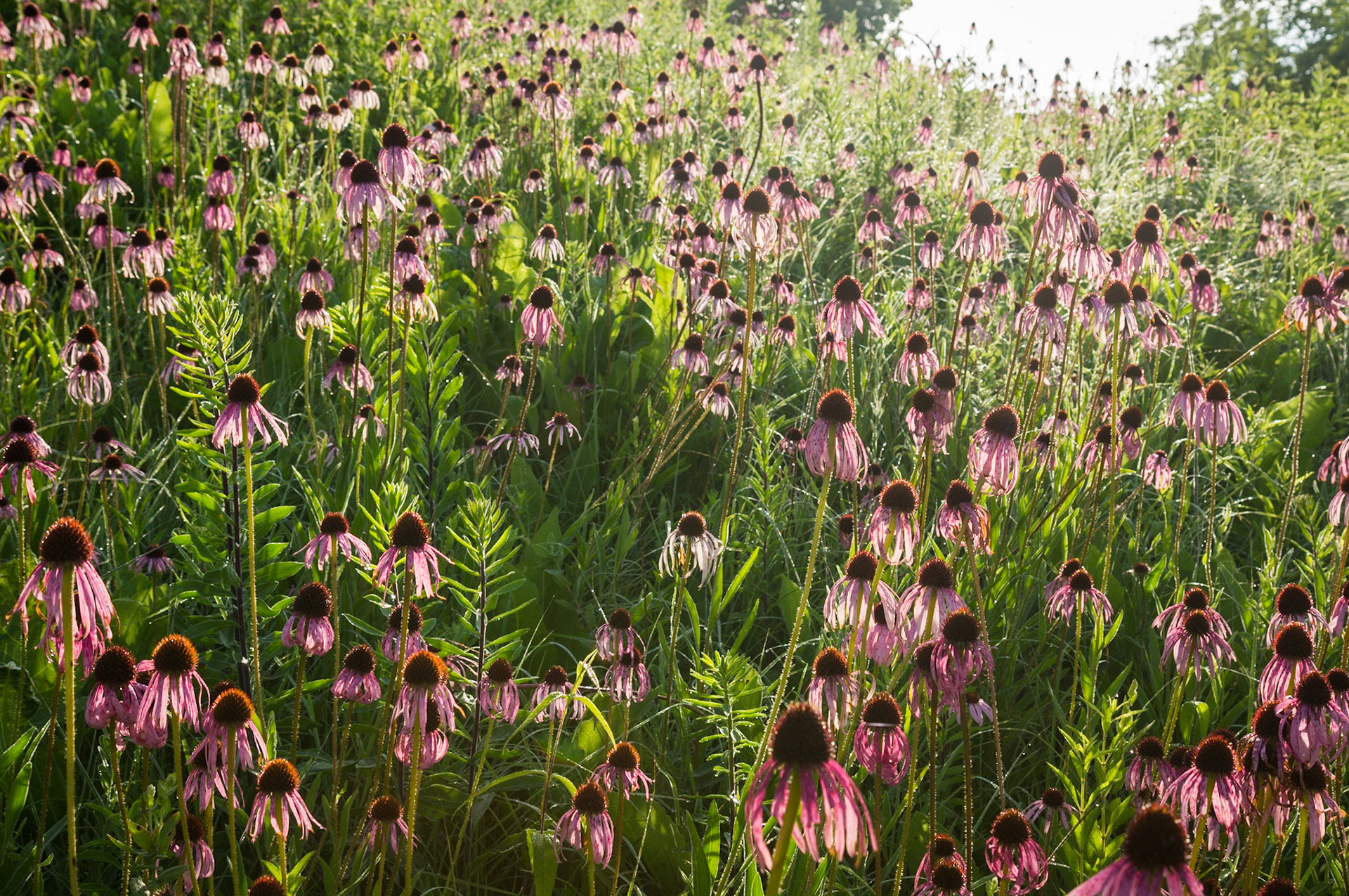 Purple Coneflowers | Cave Creek Glade