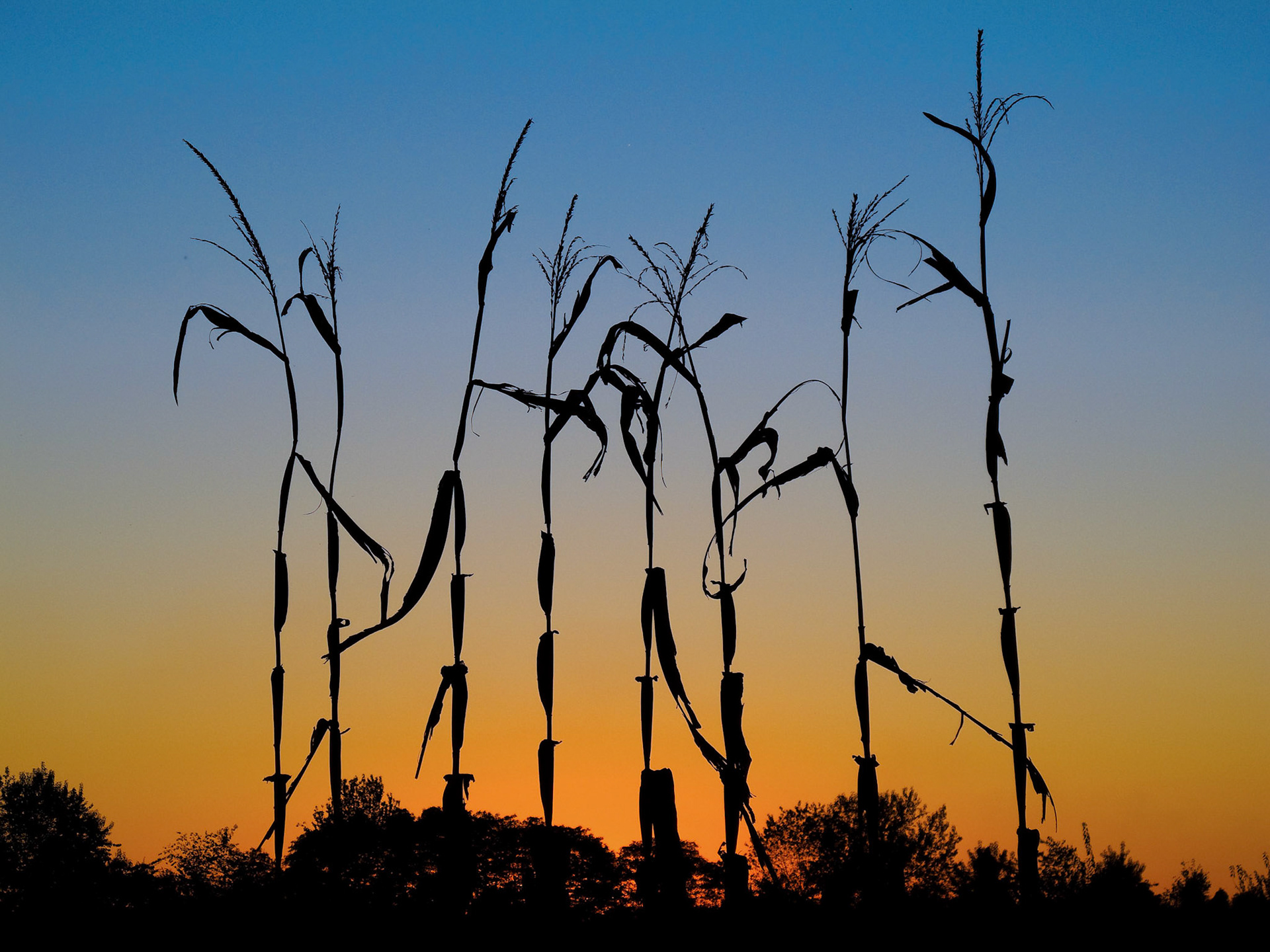 End of Summer -- A few stalks that were missed by the corn picker.