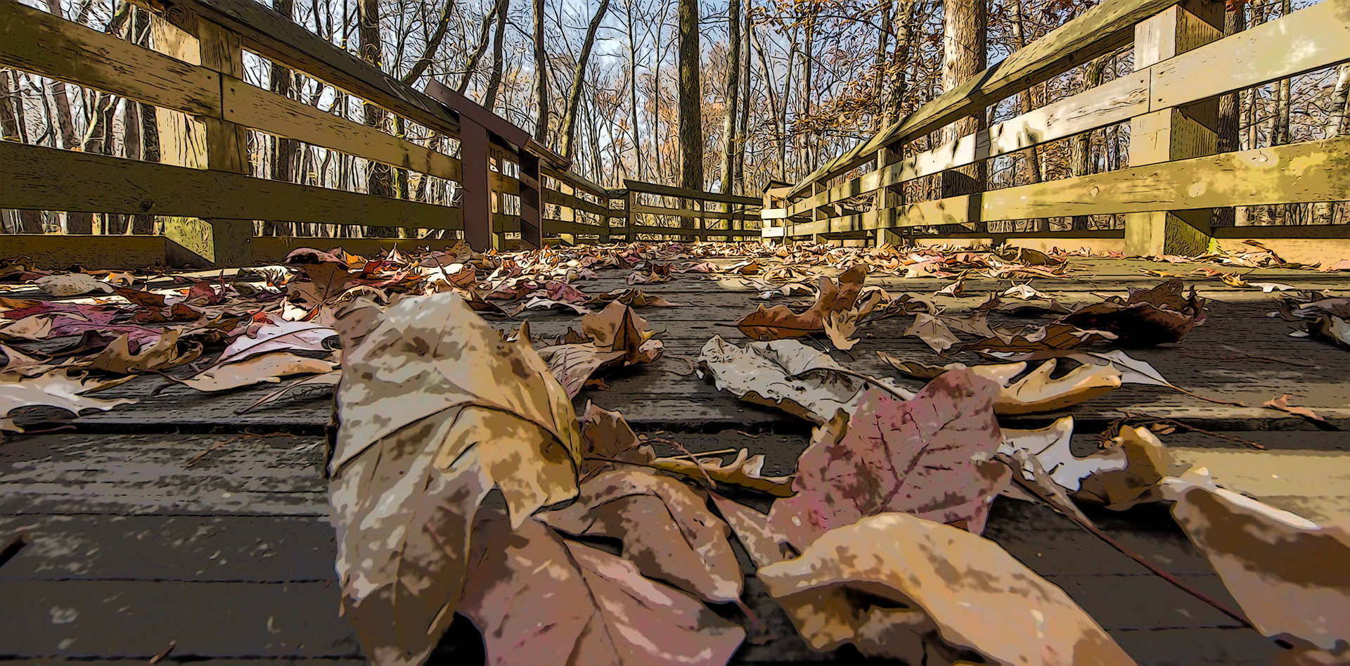 The Boardwalk at Section 8 Woods | Cache River State Natural Area
