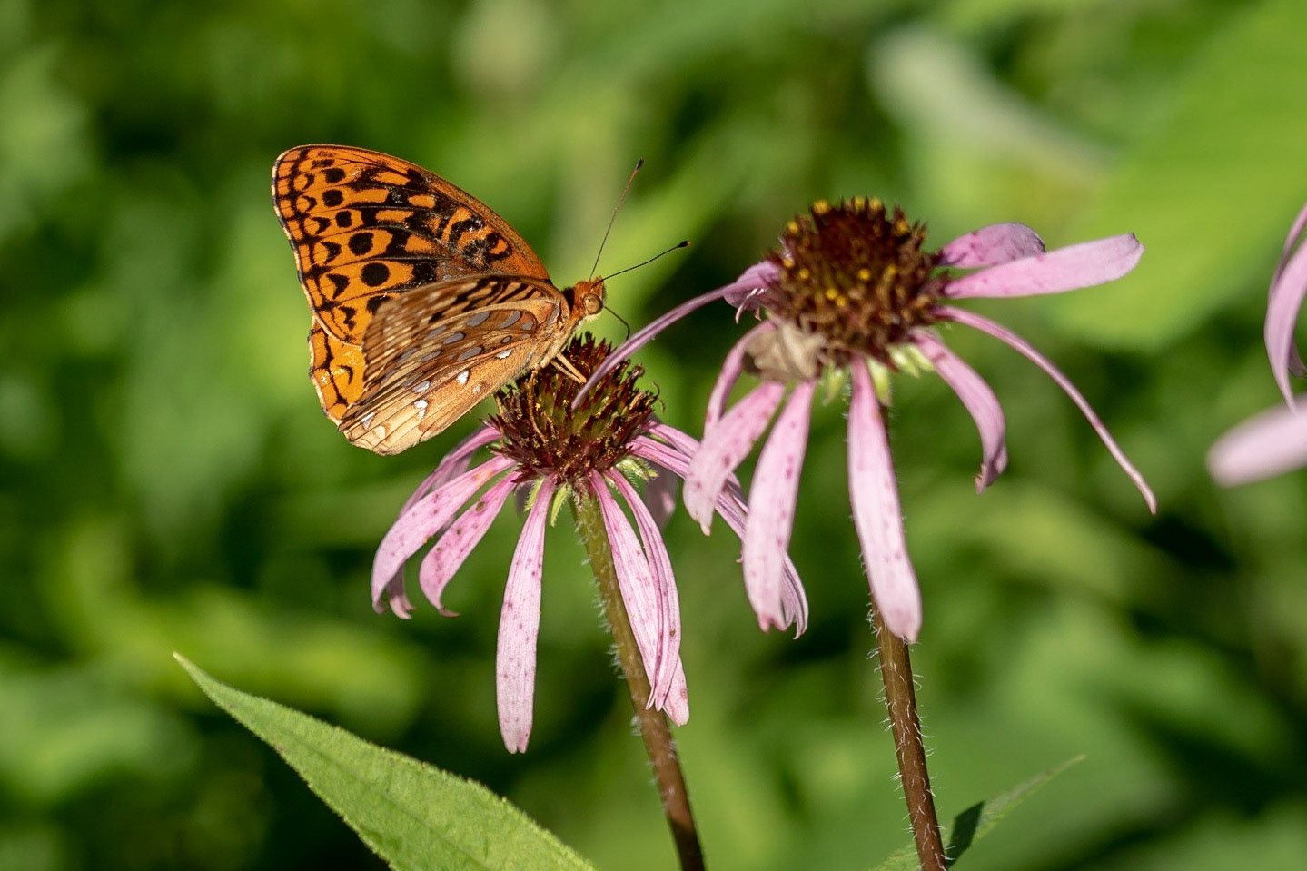 Great Spangled Fritillary | Cave Creek Glade
