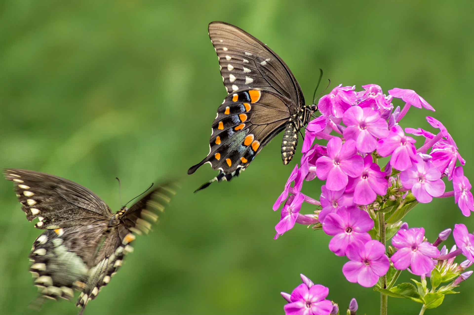 The Pursuit | Spicebush Swallowtails on Phlox