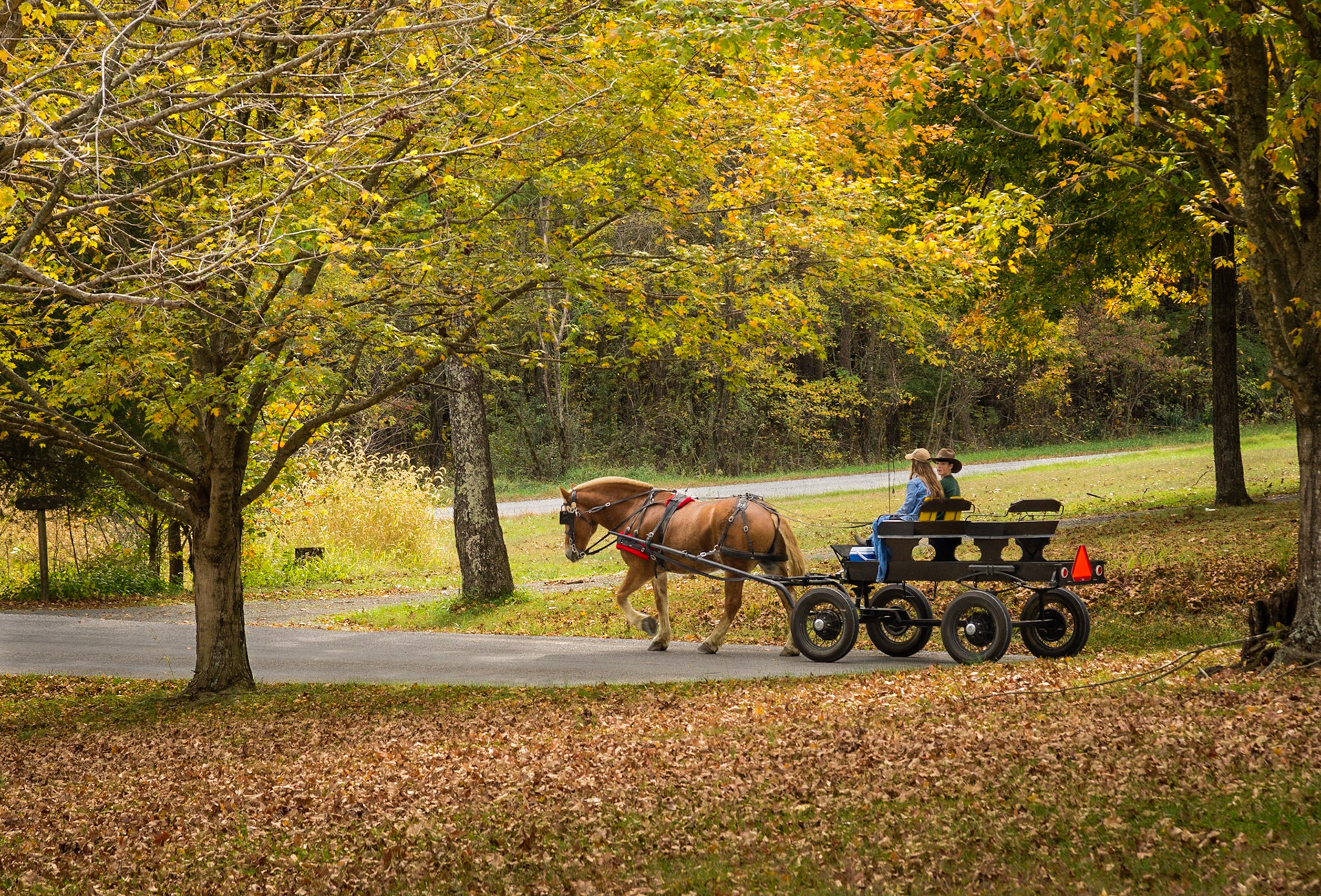 Horse and Wagon | Zion Hill | Shawnee National Forest