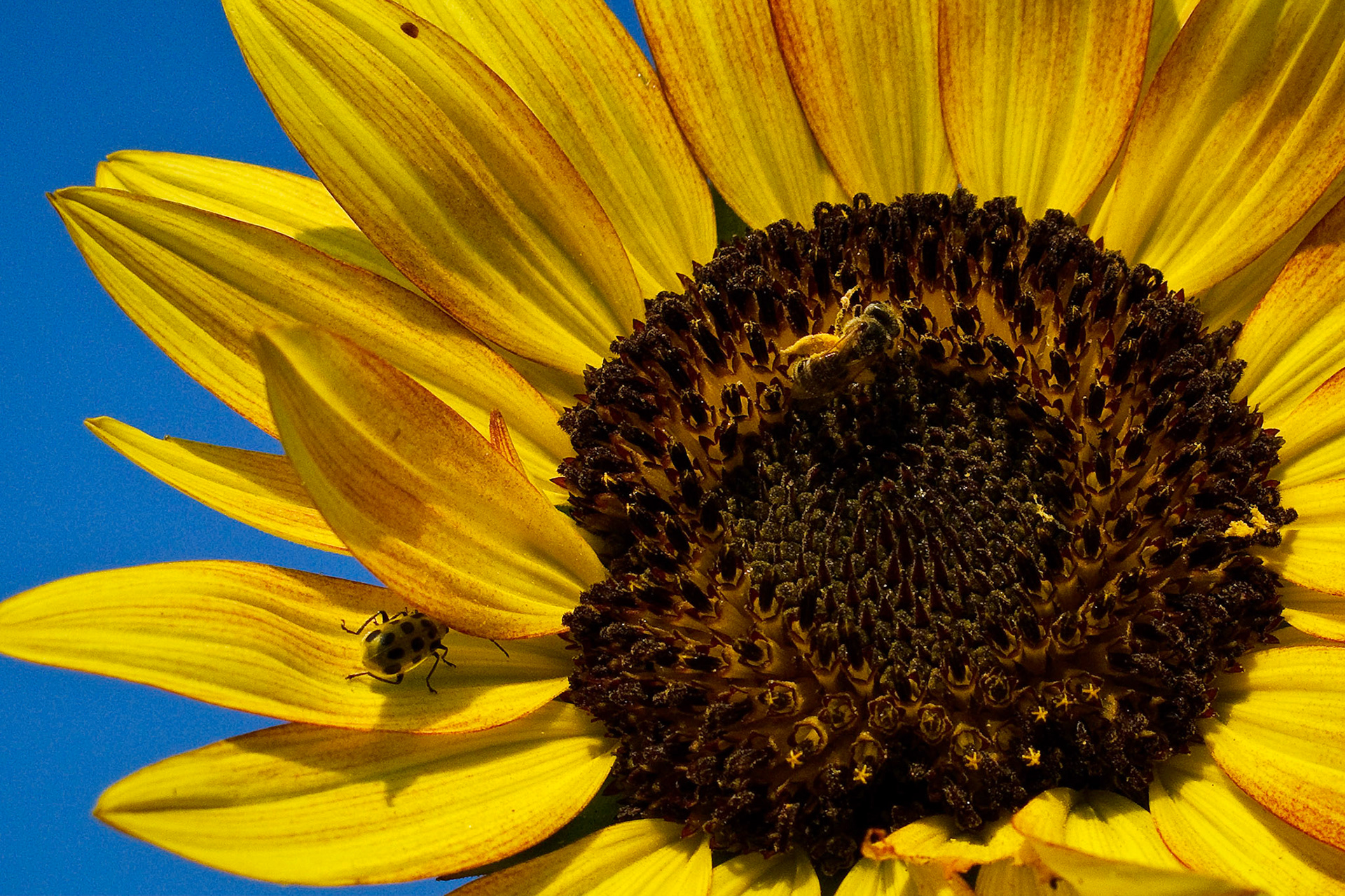 Sunflower and Friends -- Early Morning Light