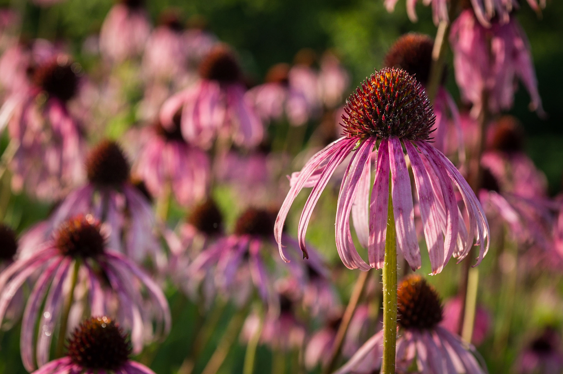 Purple Coneflowers | Cave Creek Glade