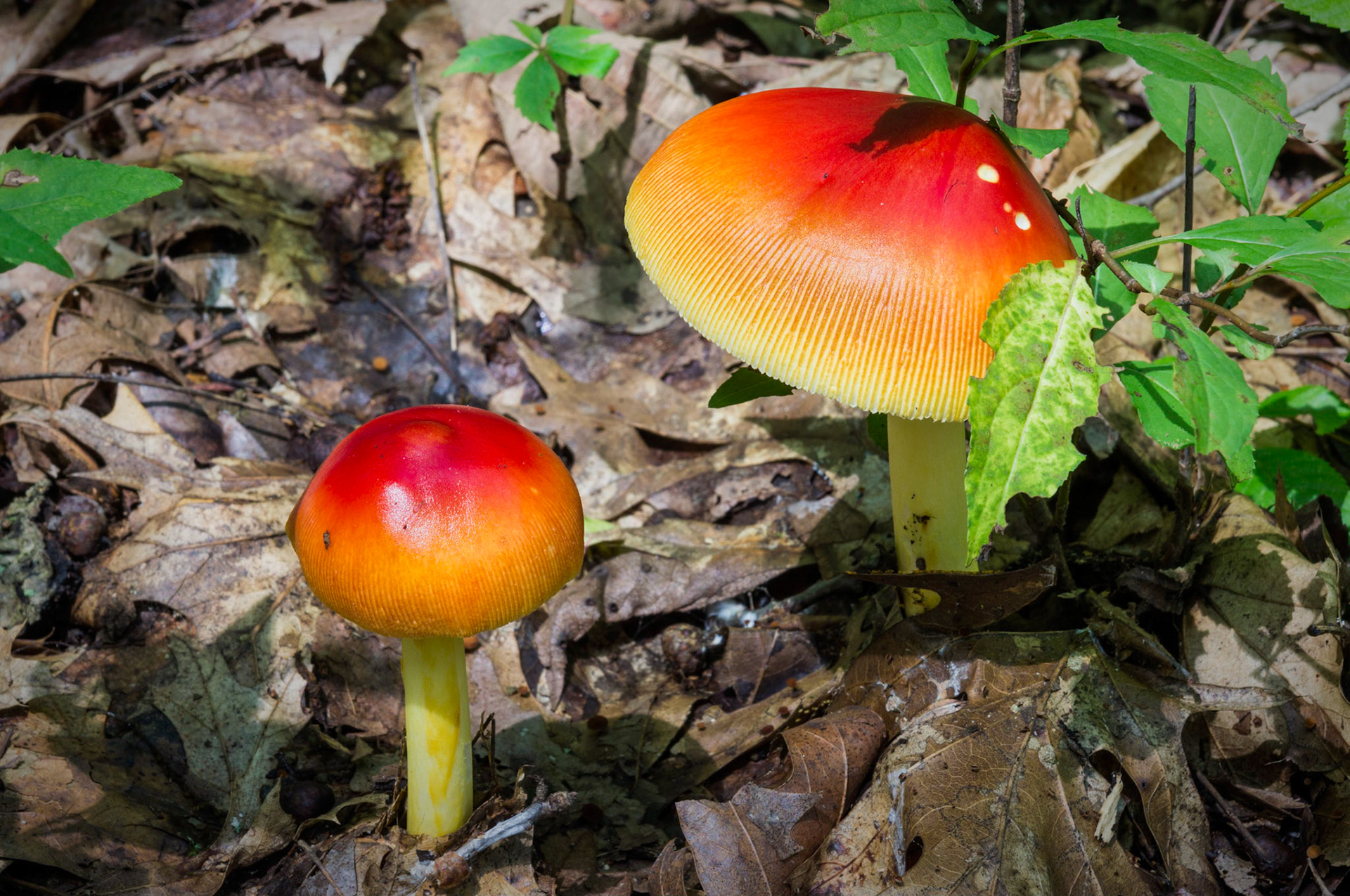 Red Mushroom | Heron Pond Nature Preserve