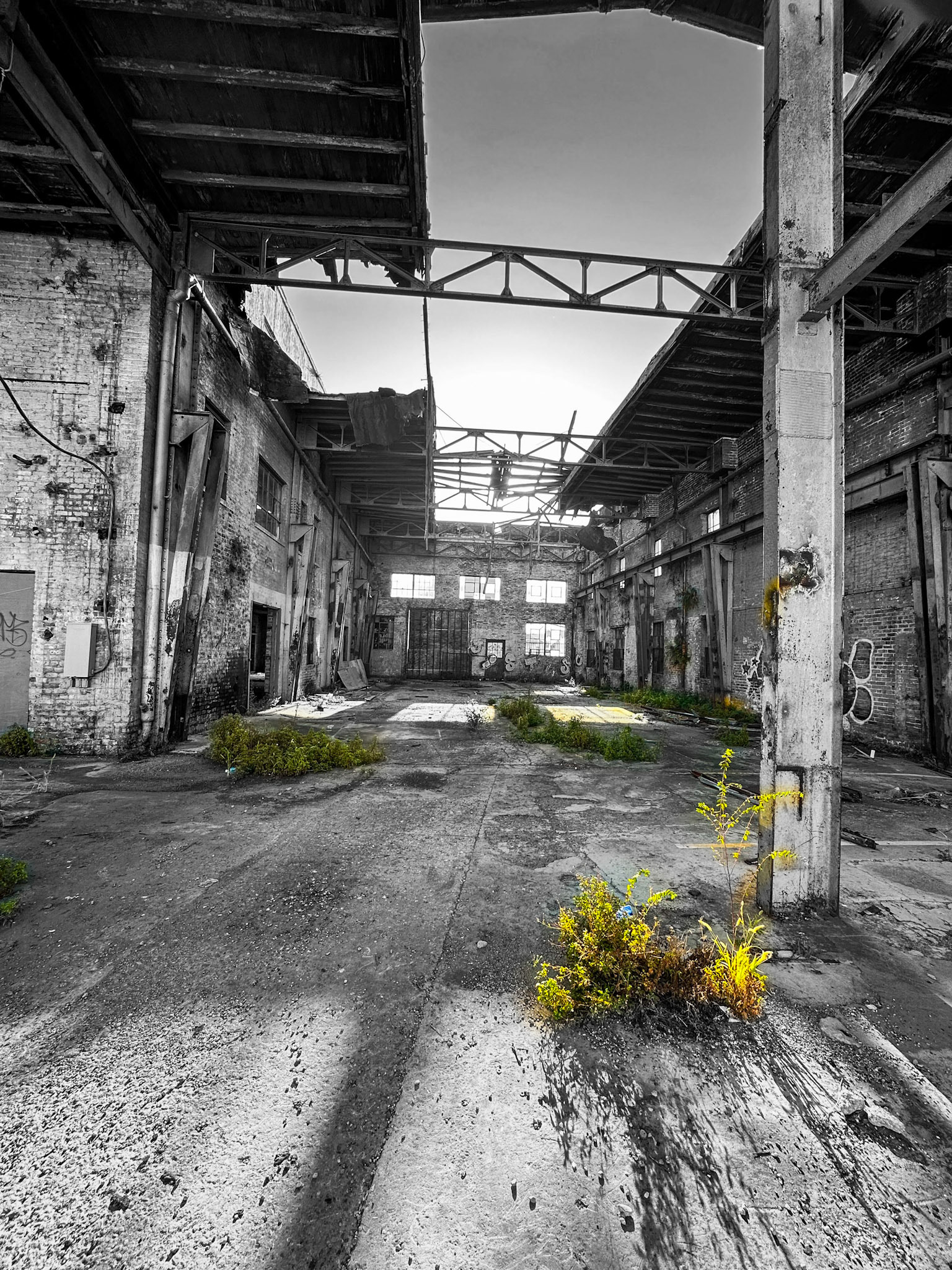 Rebirth in Nola