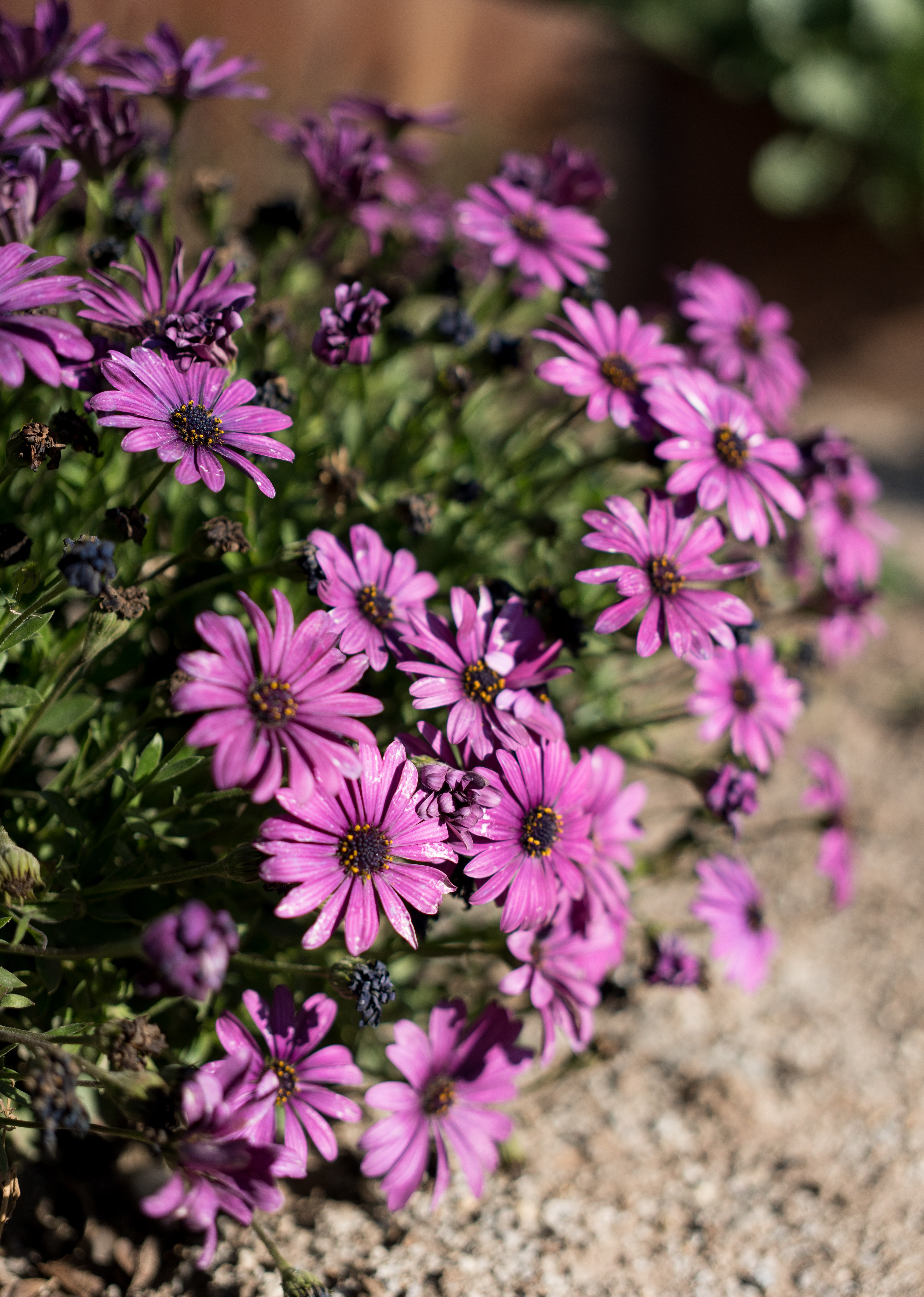 ISO 250 · f/4 · 1/2500s · 40mm · Sony ILCE-7M2