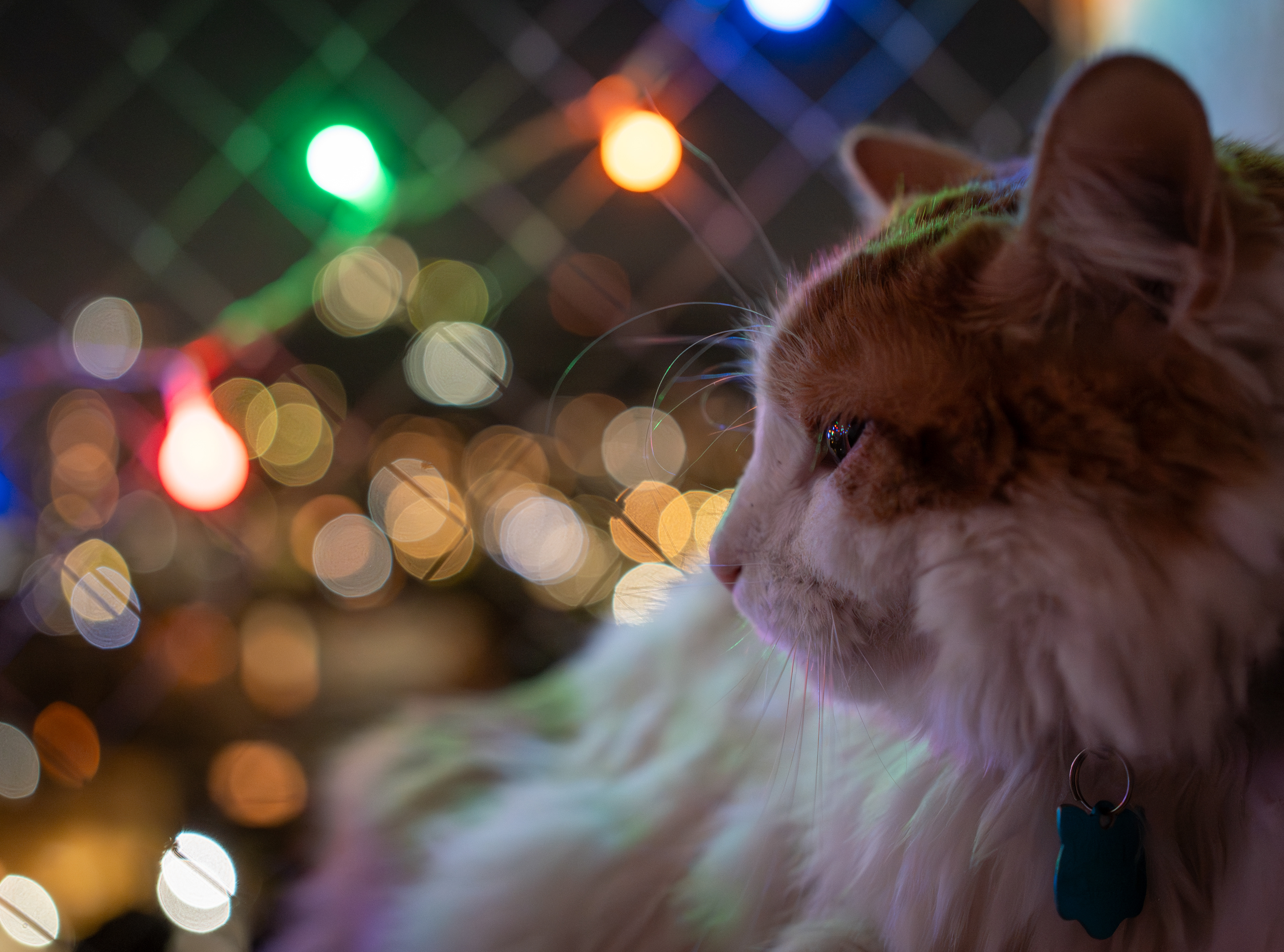 ISO 2000 · f/2.8 · 1/25s · 40mm · Sony ILCE-7M2