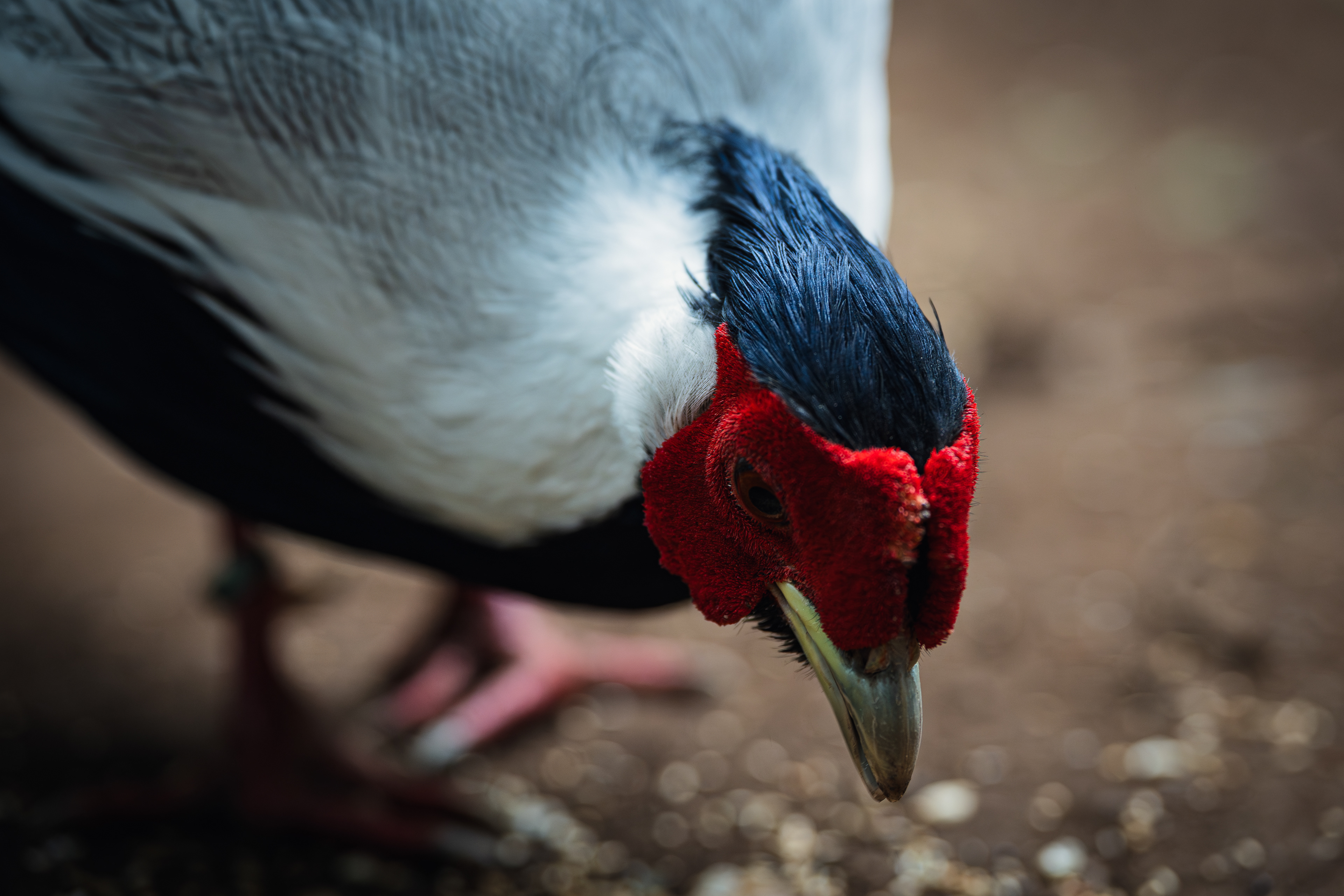 ISO 1250 · f/2.8 · 1/250 · 85mm · Sony ILCE-7M2