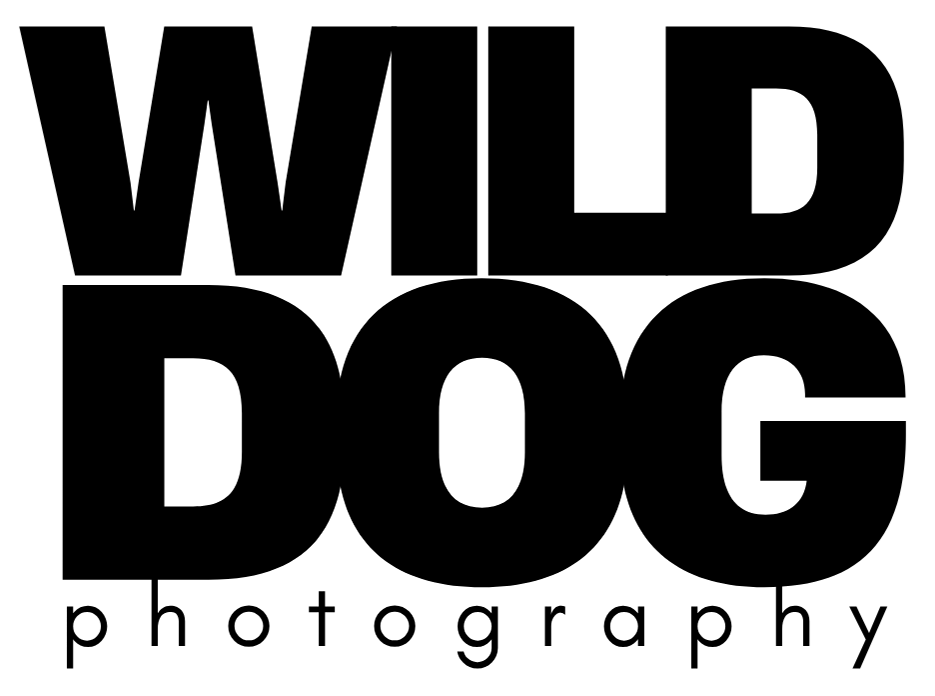 Wild Dog Photography