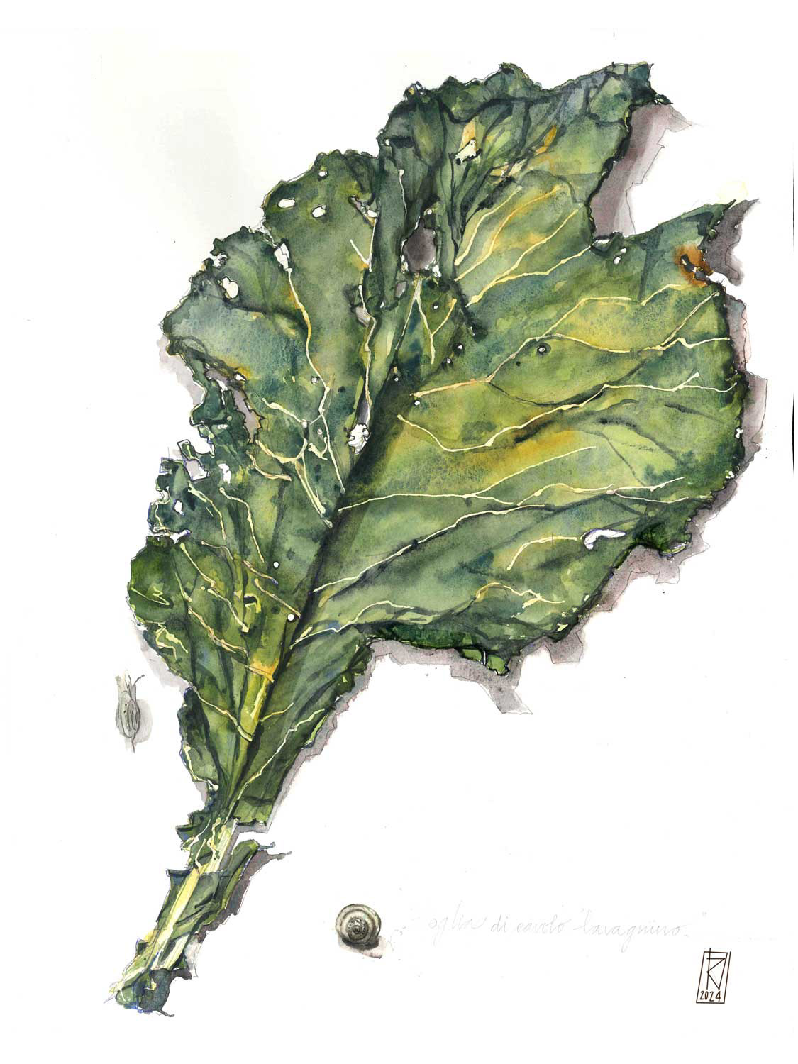 Foglia di cavolo: Botanico