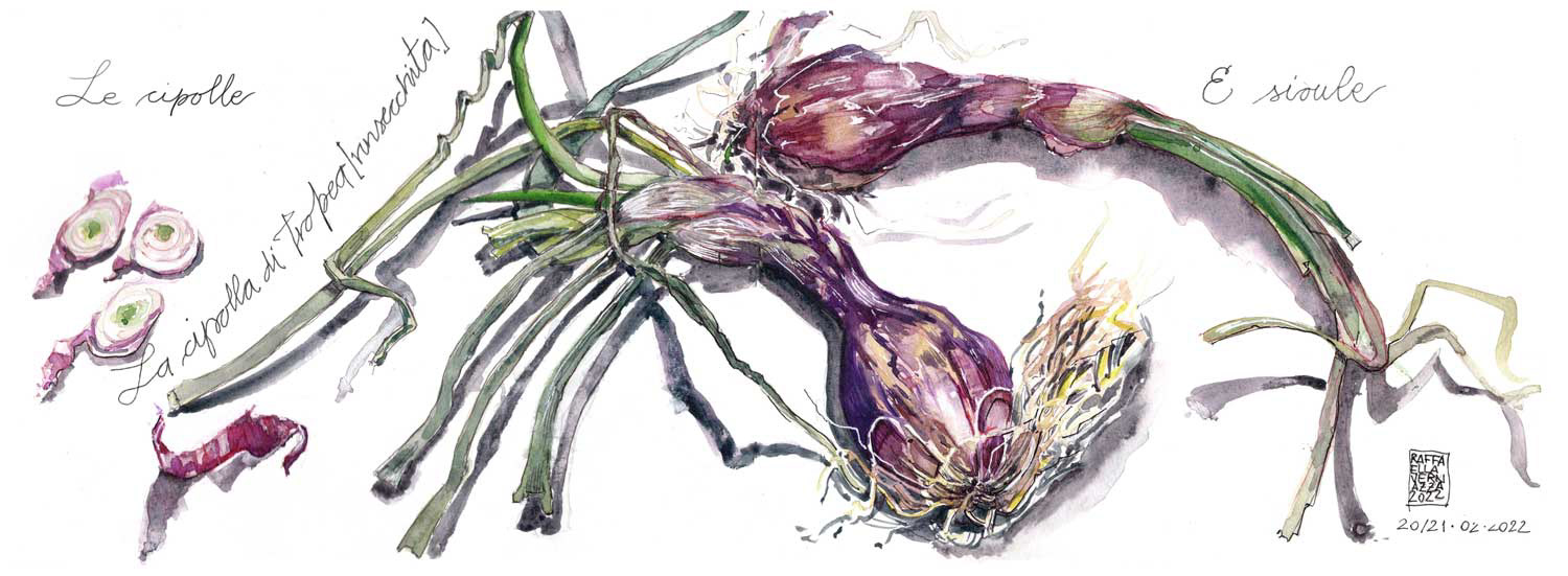  Le cipolle: Carnet Botanico