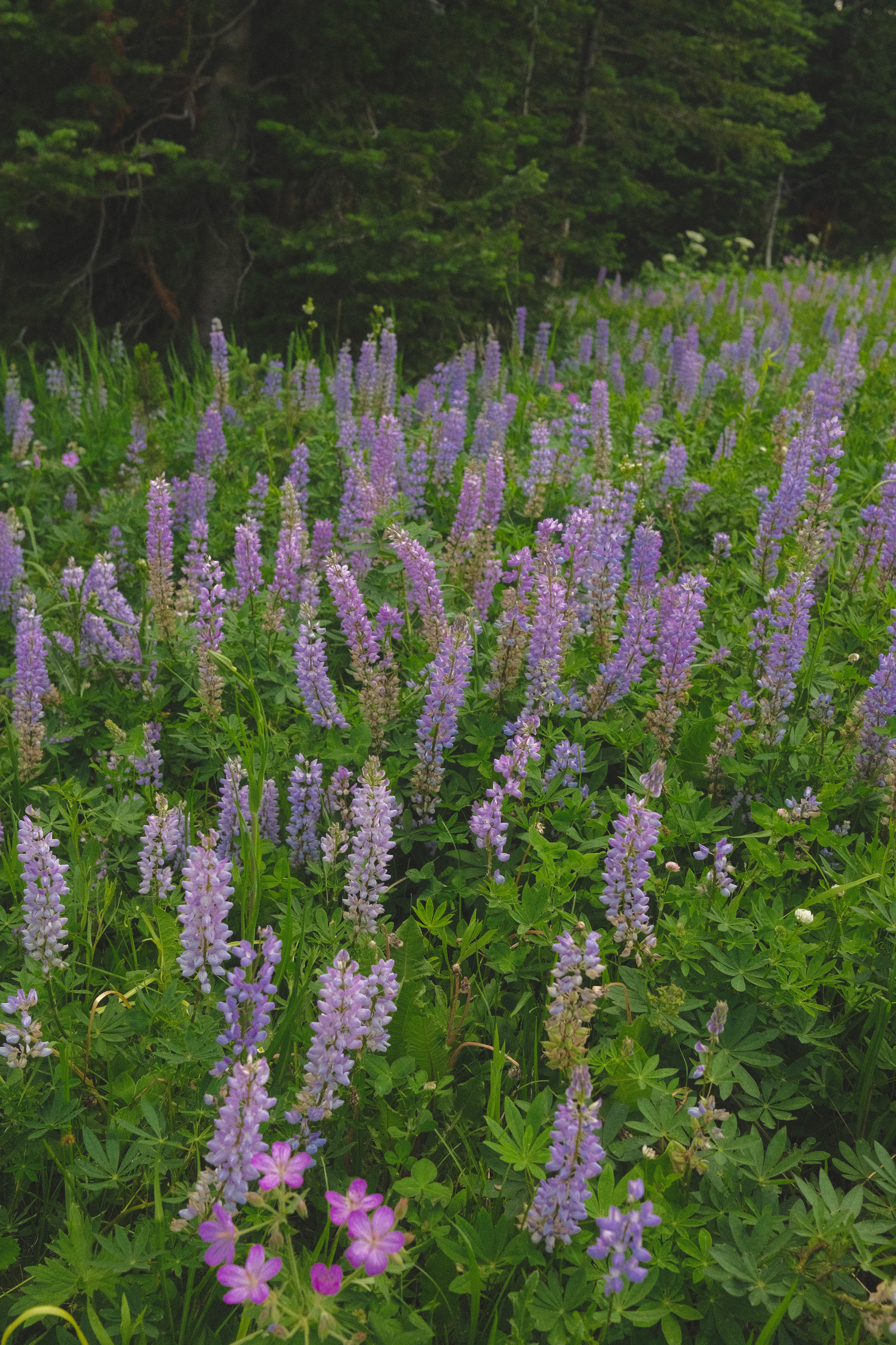 Lupine