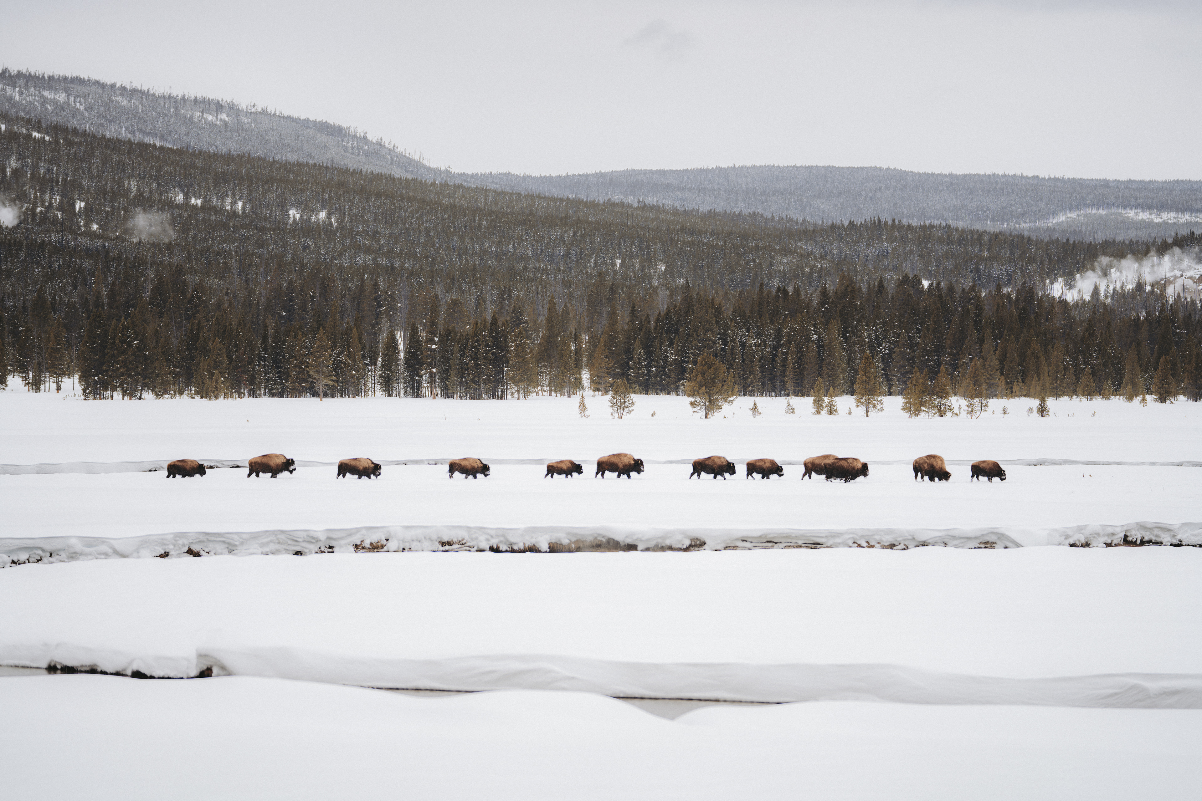 Bison in Yellowstone